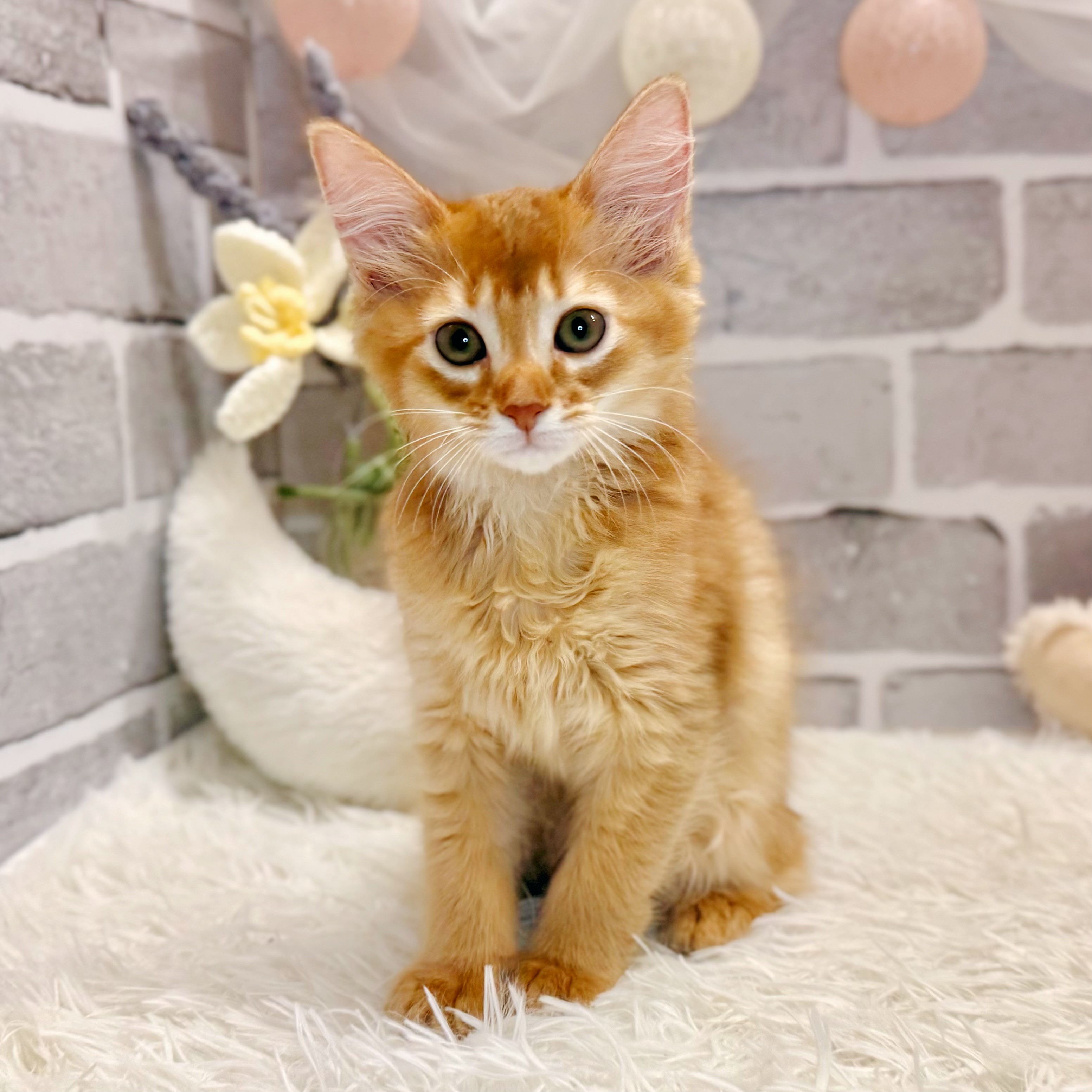 兵庫県のソマリ (犬の家＆猫の里神戸店/2026年5月12日生まれ/女の子/レッド)の子猫の1枚目の画像