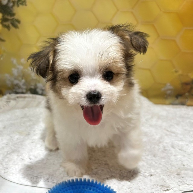 福岡県のハーフ犬・ミックス犬 (犬の家＆猫の里トリアス久山店/2026年5月15日生まれ/男の子/ホワイトレッド)の子犬の1枚目の画像