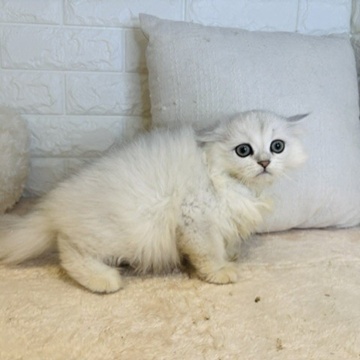 生体画像５