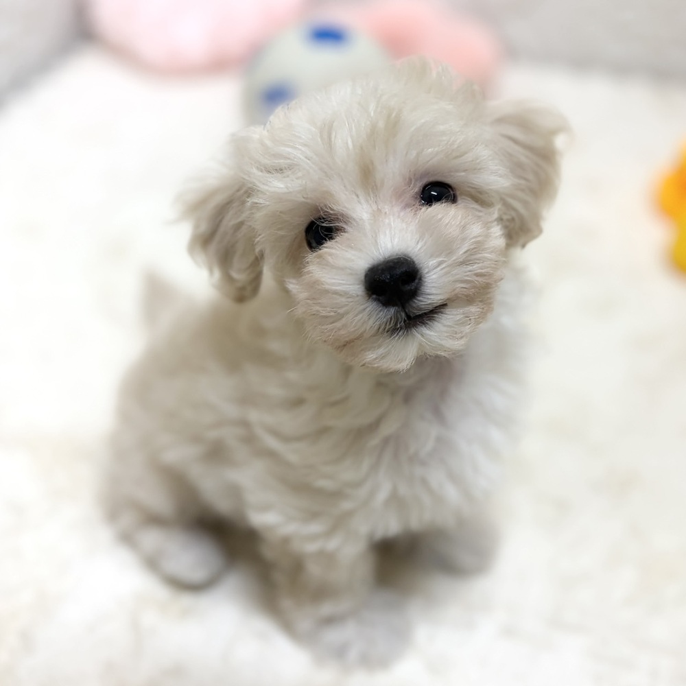 生体画像５