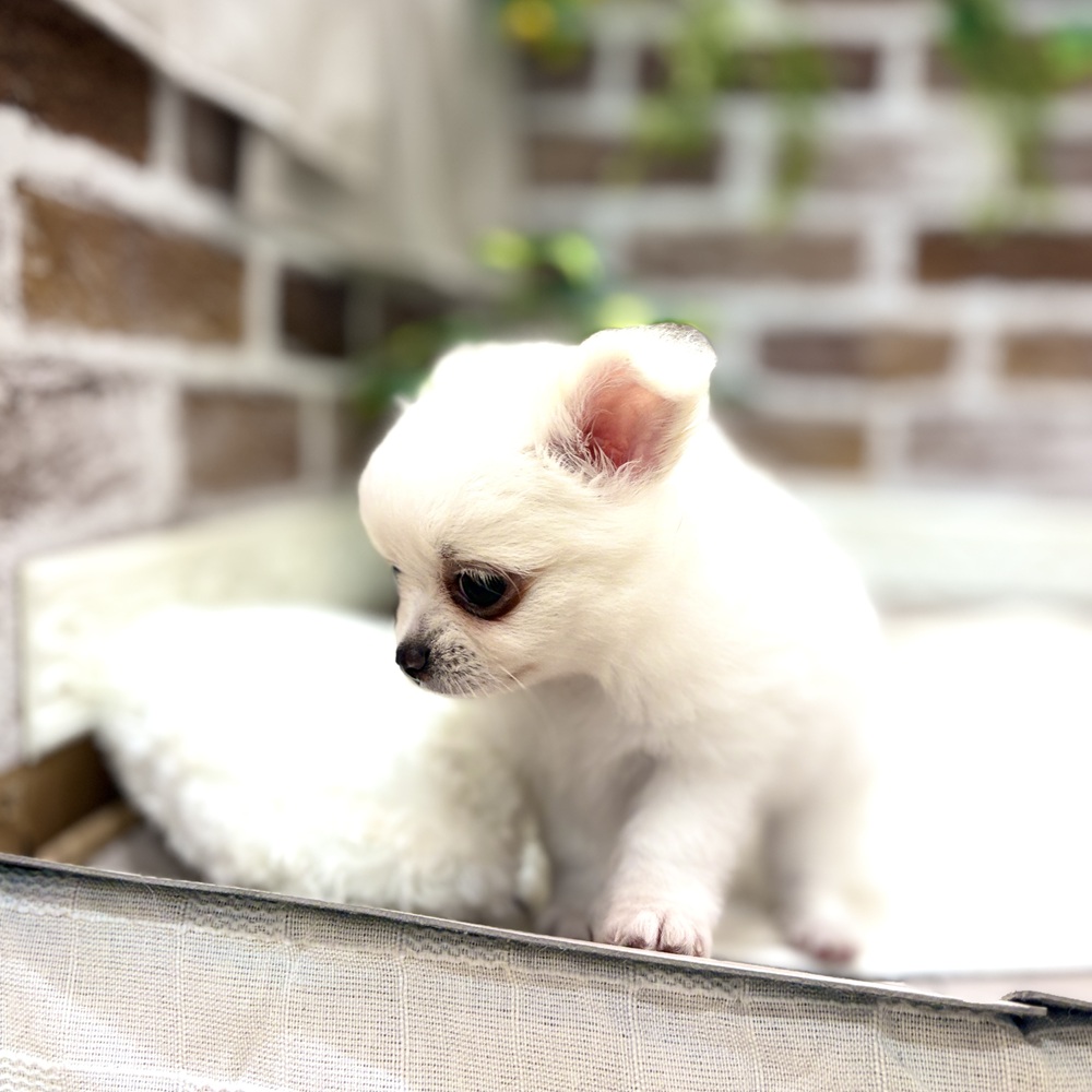 生体画像５