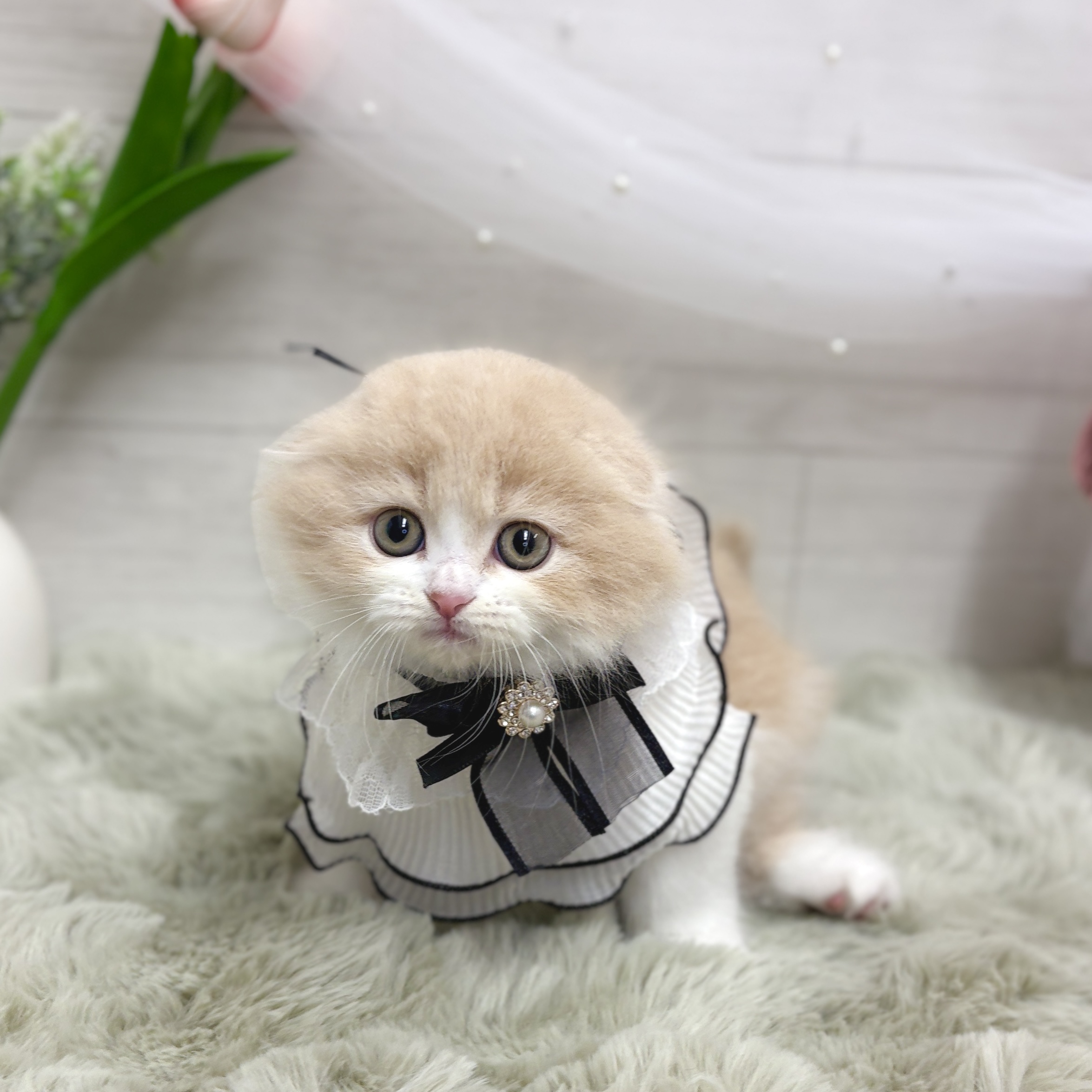 生体画像5