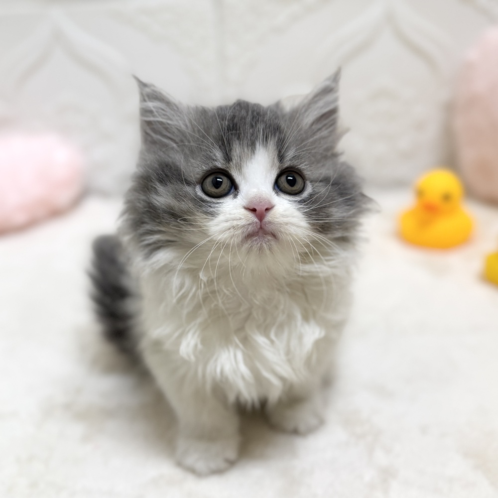 生体画像５