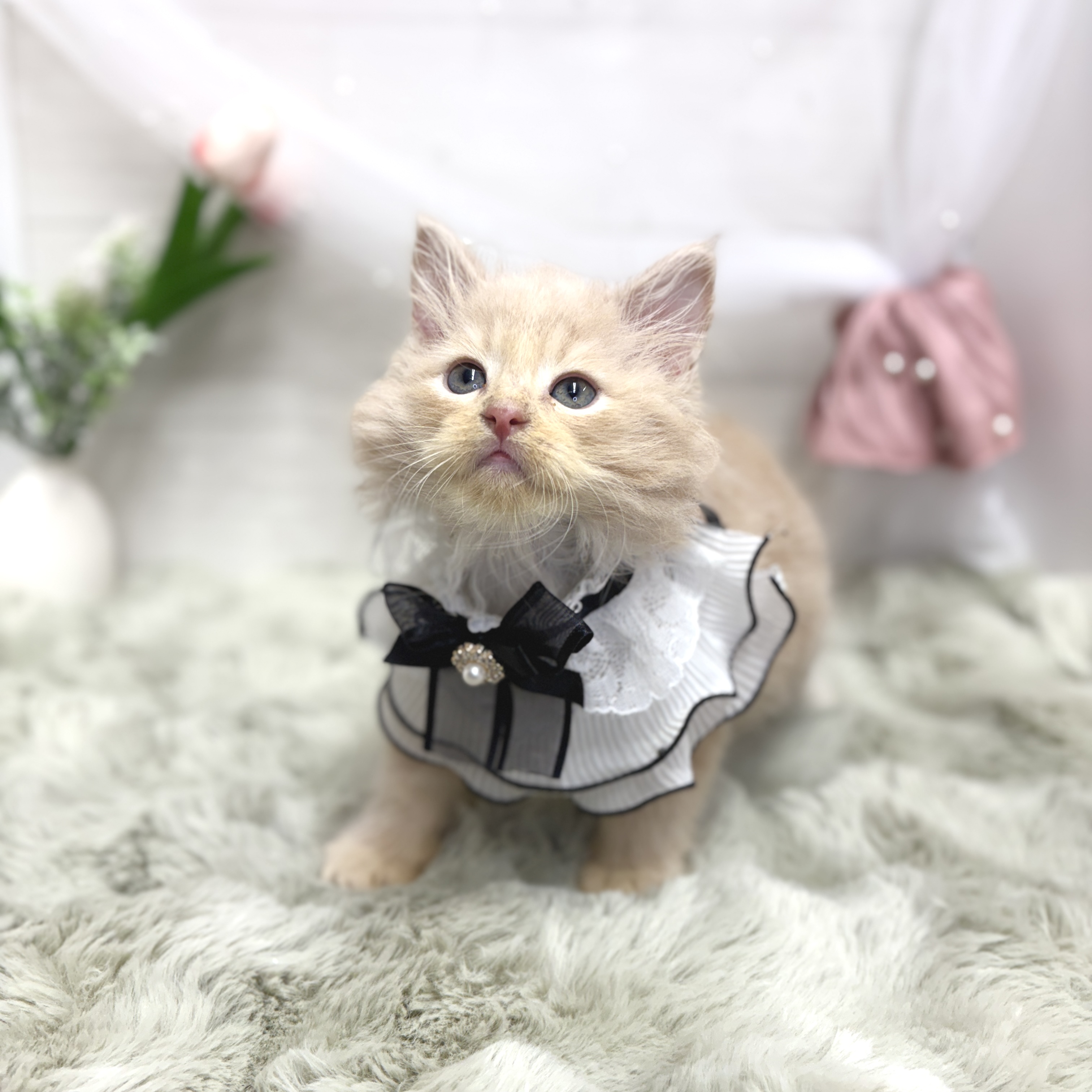 生体画像5