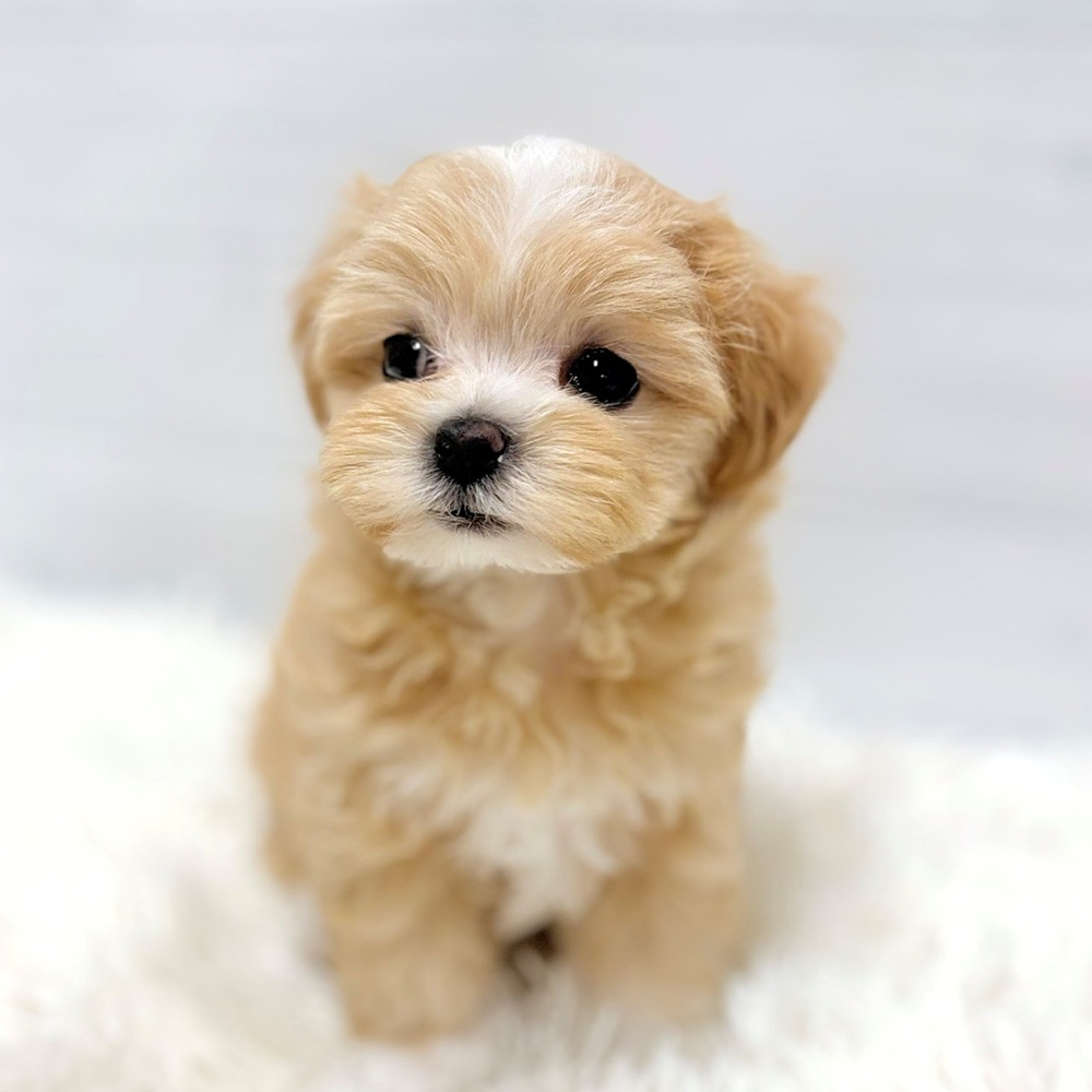 ハーフ犬女の子の写真