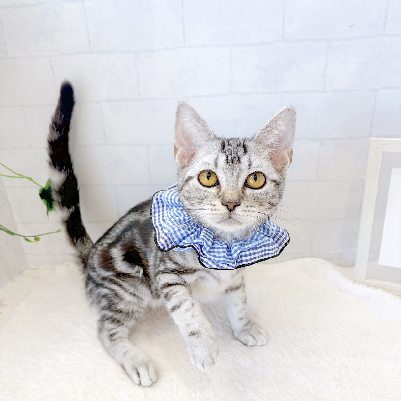 石川県のアメリカンショートヘアー (犬の家＆猫の里金沢店/2026年5月20日生まれ/男の子/シルバータビー)の子猫の1枚目の画像