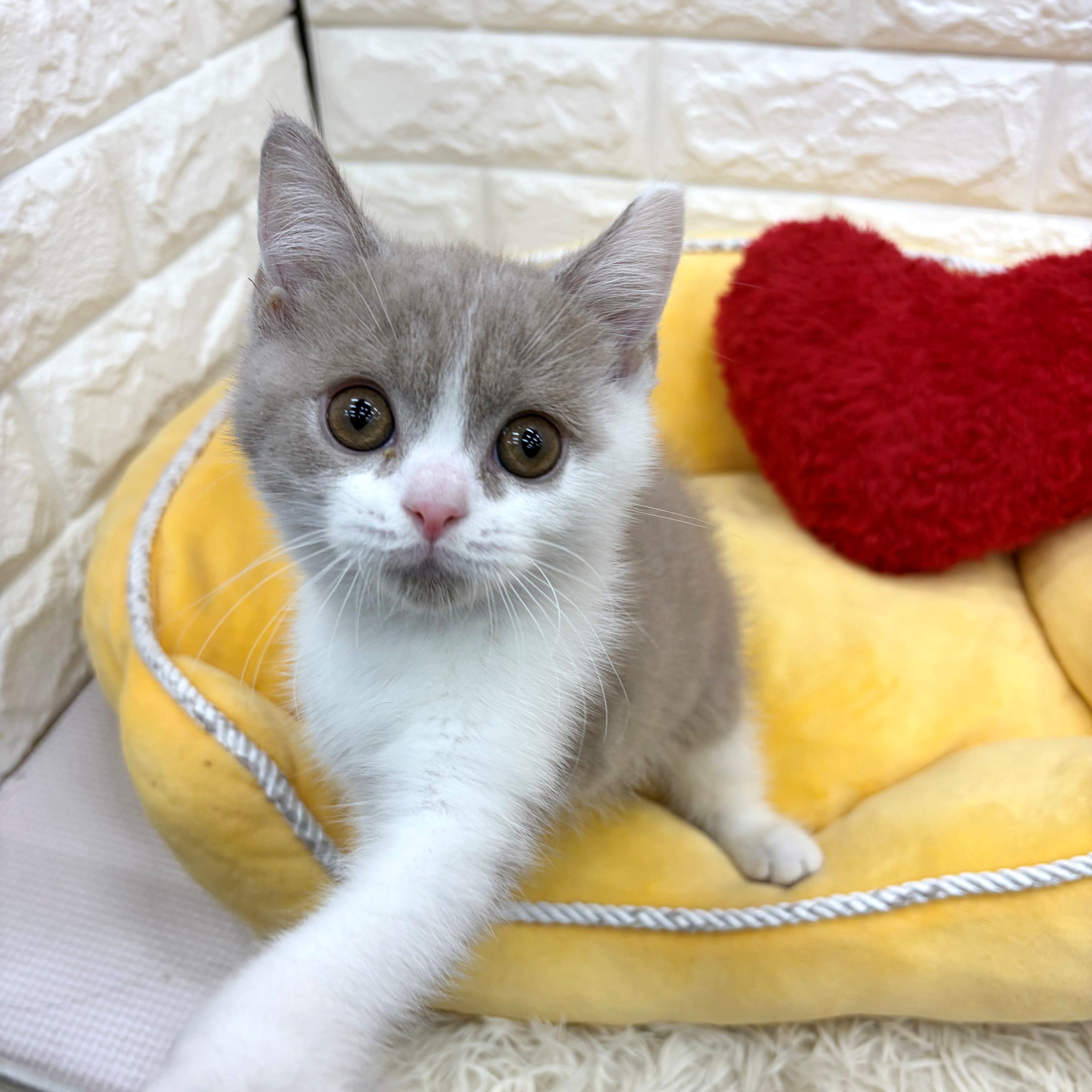 生体画像5