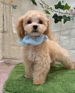 生体画像５