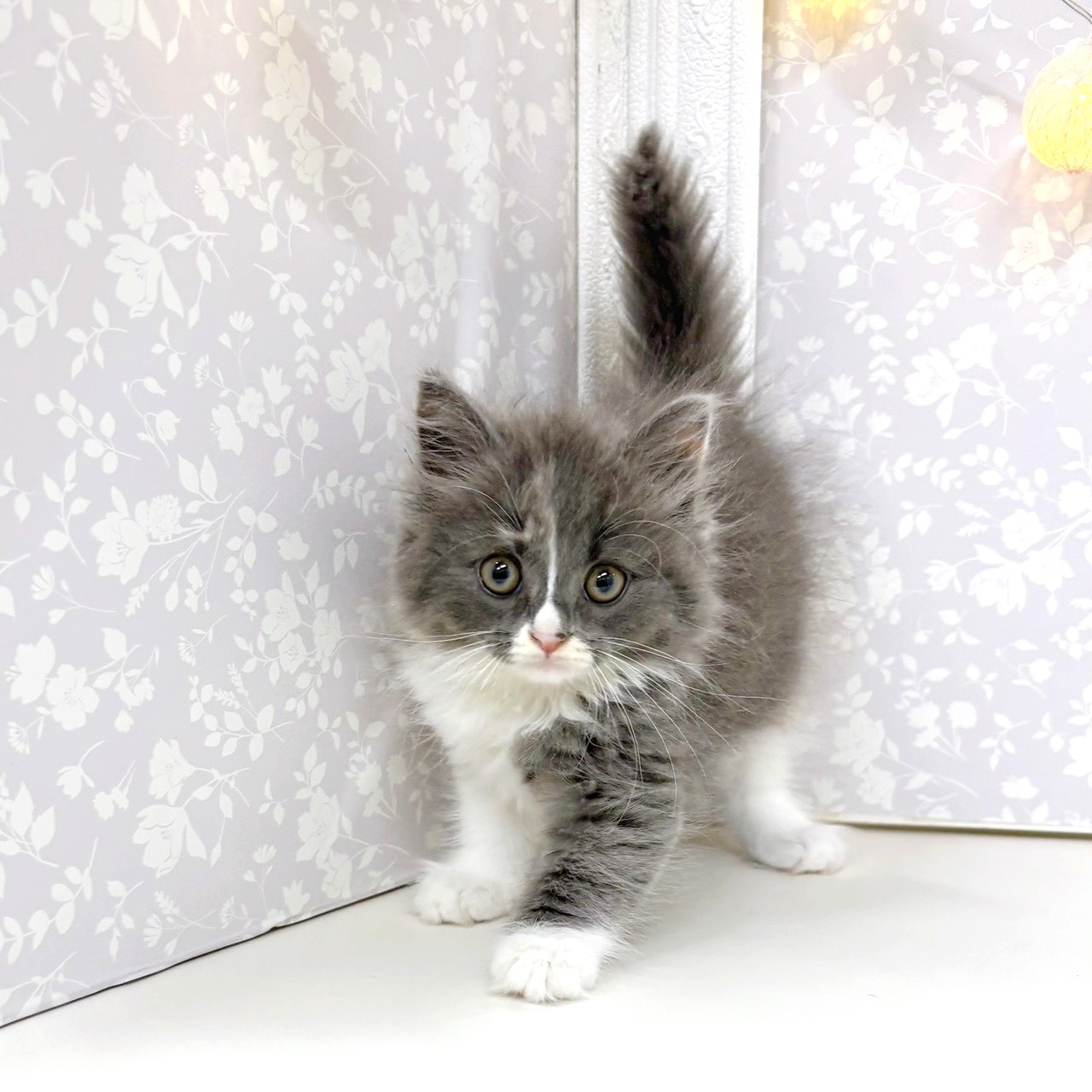 富山県のマンチカン (犬の家＆猫の里アミーゴ高岡蓮花寺店/2026年5月21日生まれ/女の子/ダイリュートキャリコ)の子猫の1枚目の画像