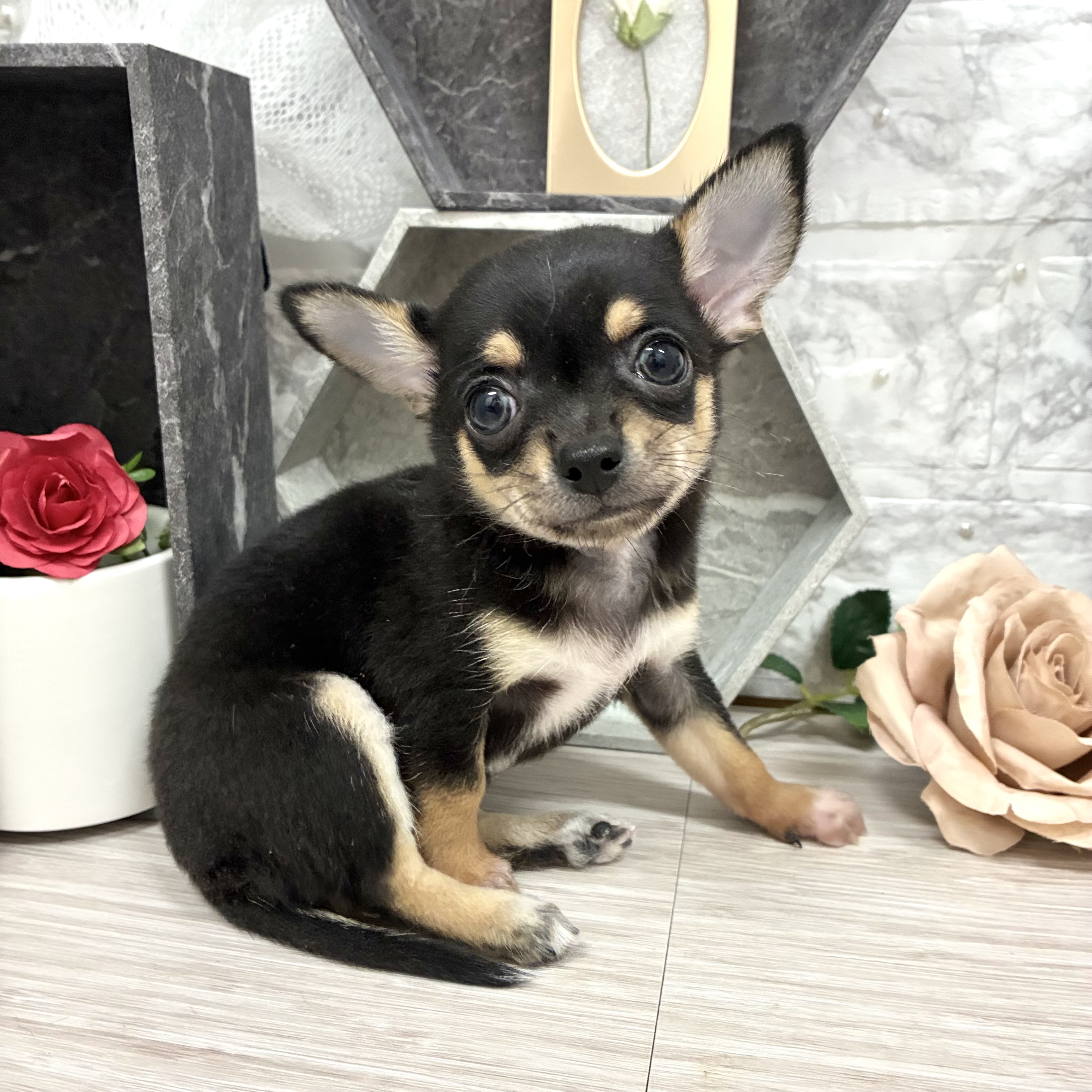 千葉県のチワワ(スムース) (犬の家＆猫の里ワンズモール稲毛店/2026年5月26日生まれ/男の子/ブラックタン)の子犬の1枚目の画像