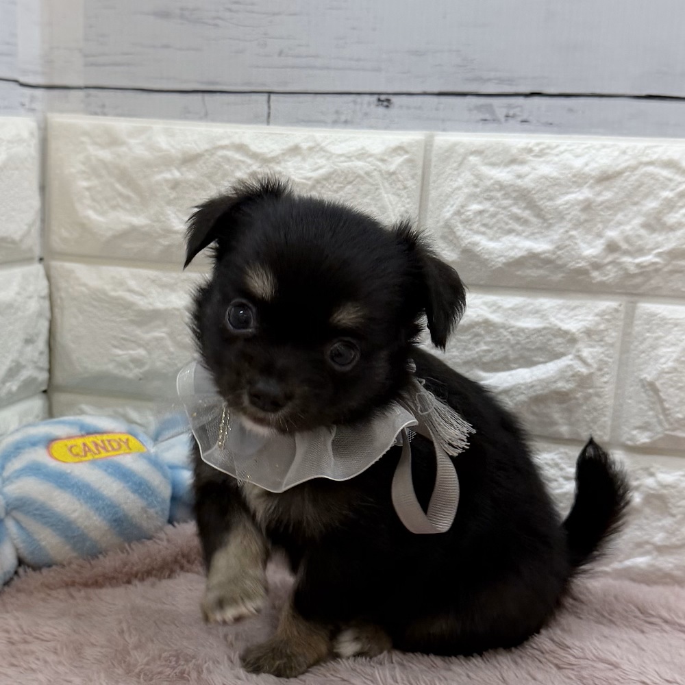 静岡県のチワワ(ロング) (犬の家＆猫の里アミーゴ浜松和田店/2026年5月26日生まれ/男の子/ブラックタンホワイト)の子犬の1枚目の画像