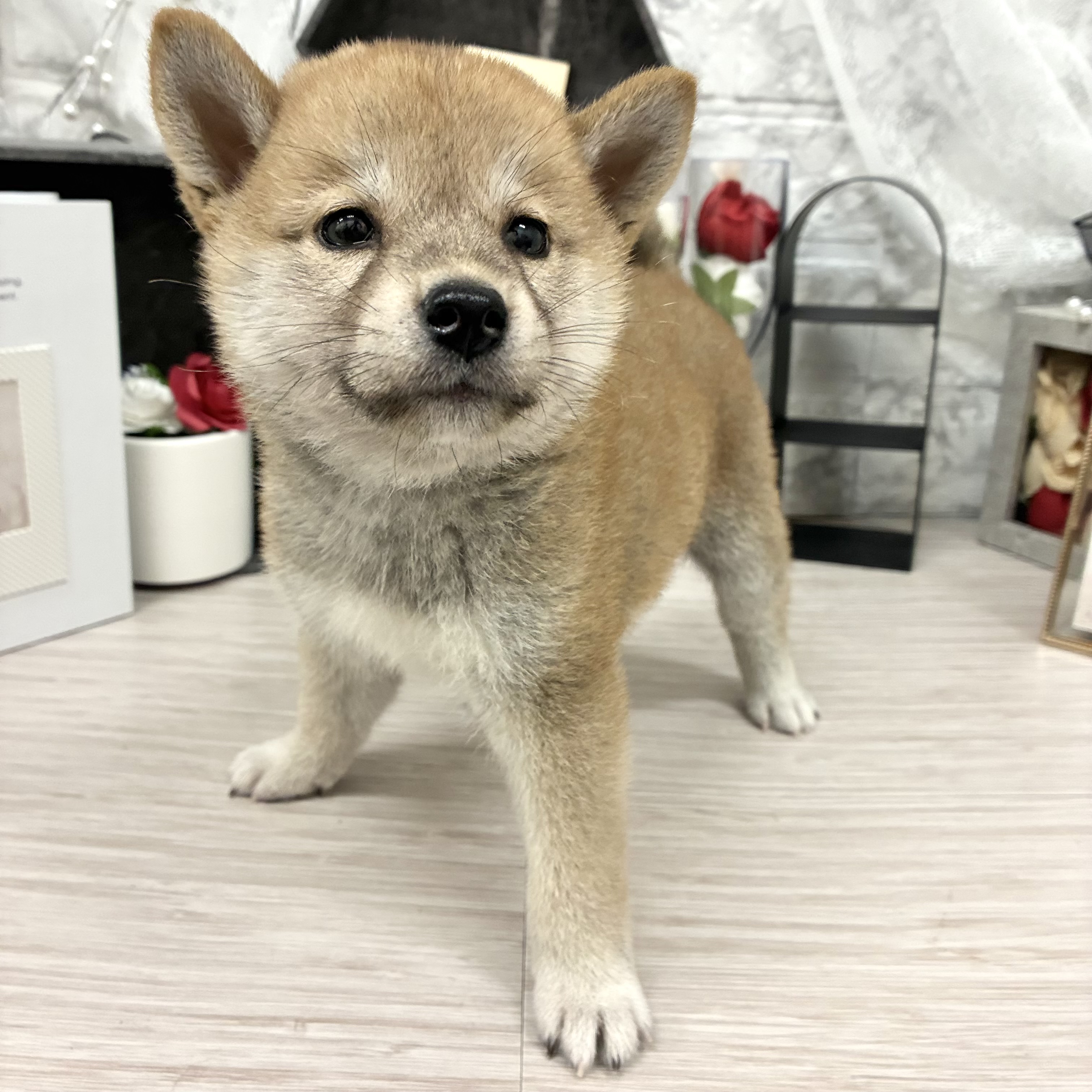 生体画像５