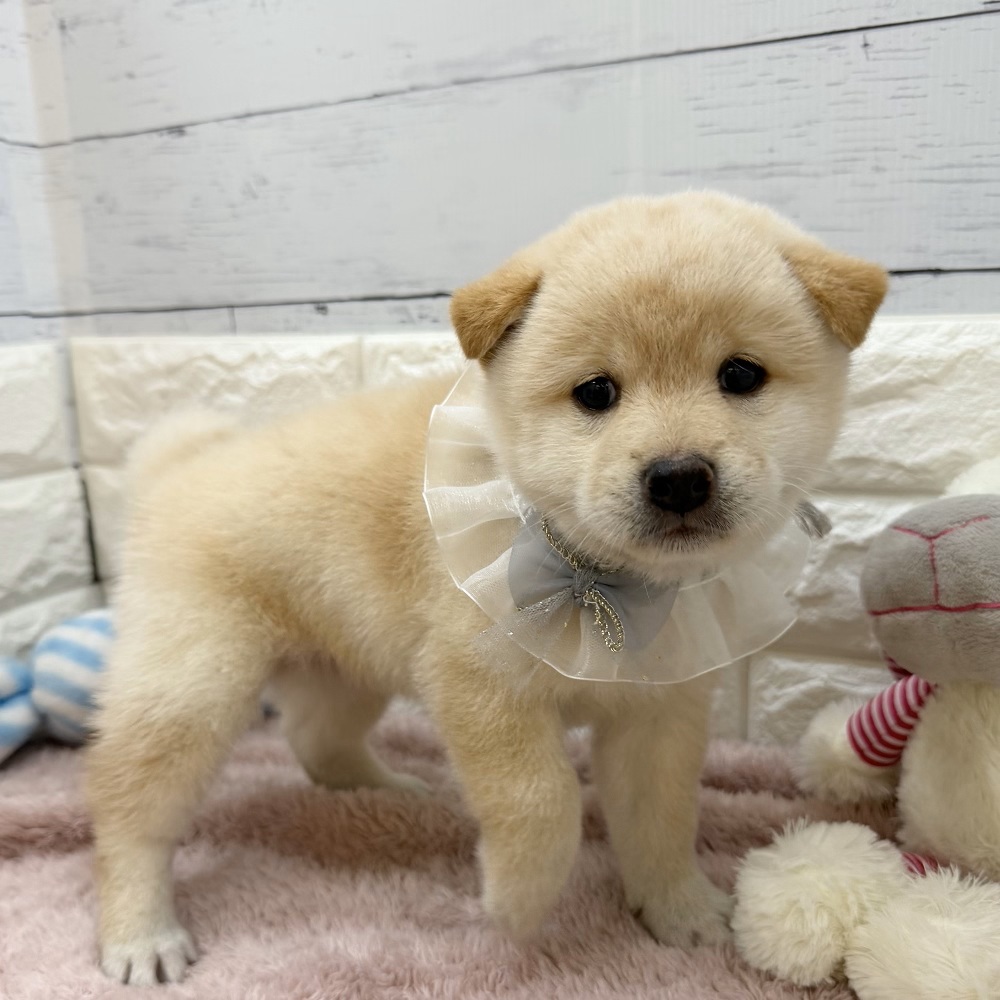 静岡県の柴犬(標準サイズ) (犬の家＆猫の里アミーゴ浜松和田店/2026年5月26日生まれ/男の子/白)の子犬の1枚目の画像