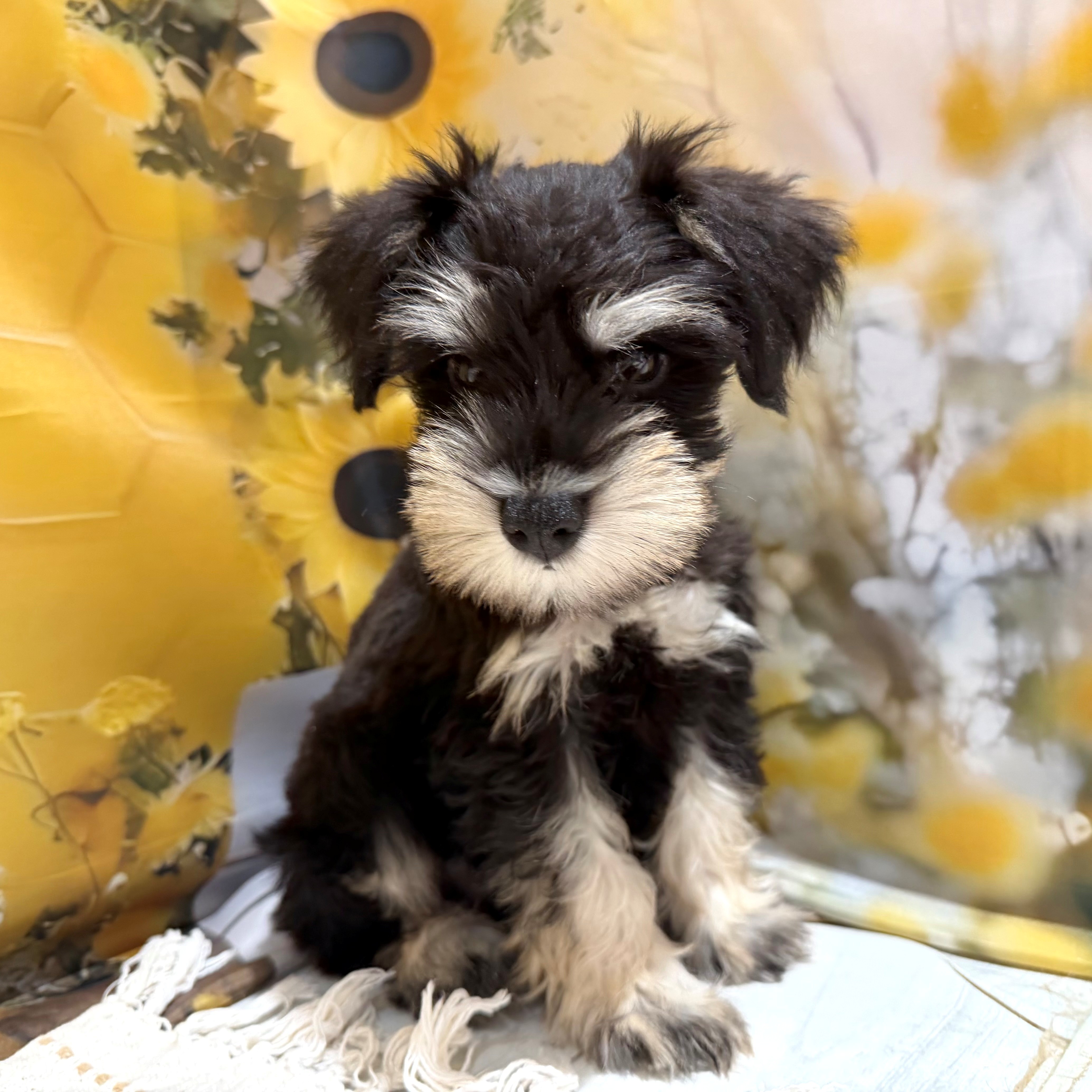 福岡県のミニチュアシュナウザー (犬の家＆猫の里トリアス久山店/2026年5月23日生まれ/女の子/ブラックシルバー)の子犬の1枚目の画像