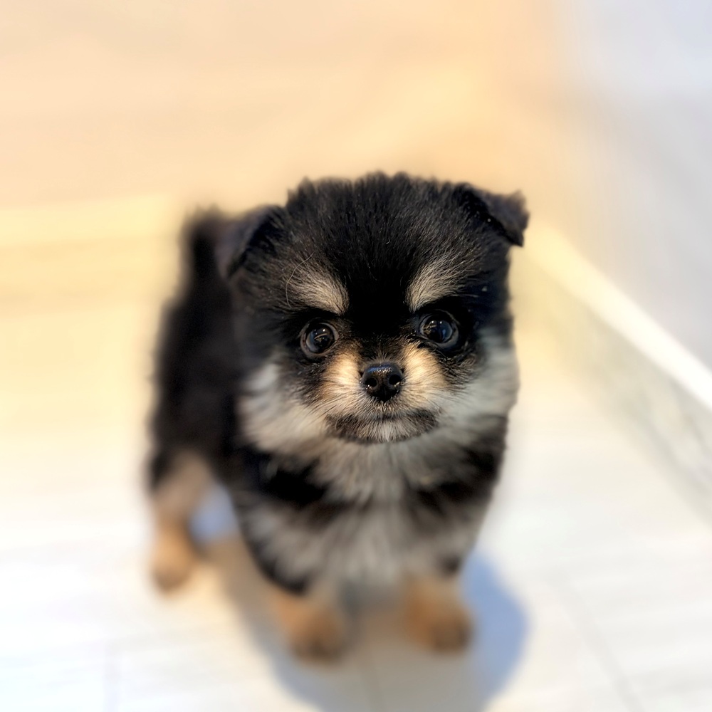 ハーフ犬女の子の写真