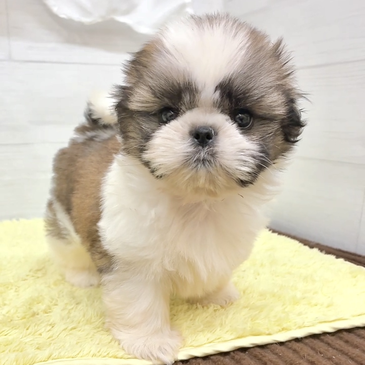 愛知県のシーズー (犬の家＆猫の里碧南店/2026年5月26日生まれ/女の子/ホワイトゴールド)の子犬の1枚目の画像