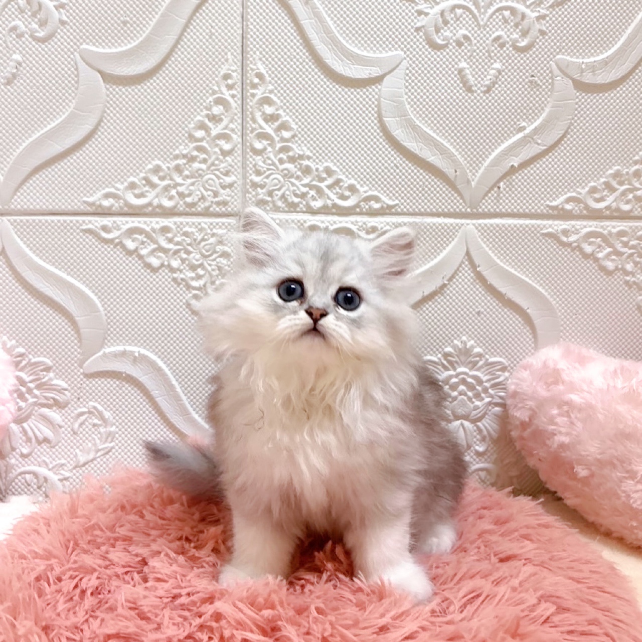 生体画像５