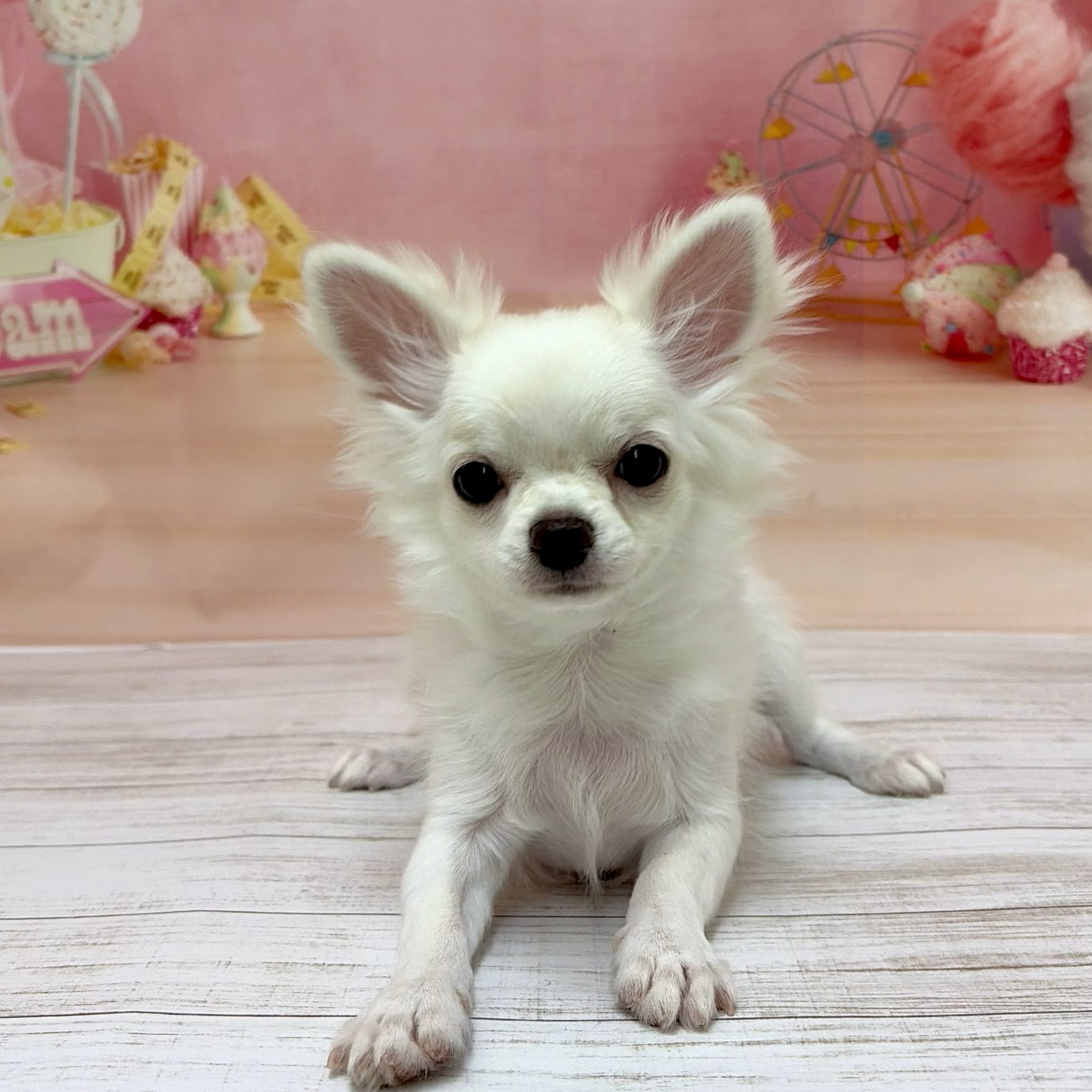 兵庫県のチワワ(ロング) (犬の家＆猫の里尼崎店/2026年5月21日生まれ/男の子/ホワイトクリーム)の子犬の1枚目の画像
