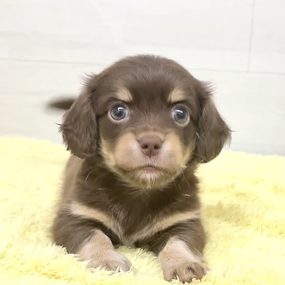 愛知県のチワックス(チワワ×ダックス) (犬の家＆猫の里MEGAドン・キホーテ東海名和店/2026年5月27日生まれ/男の子/チョコレートイエロー)の子犬の1枚目の画像