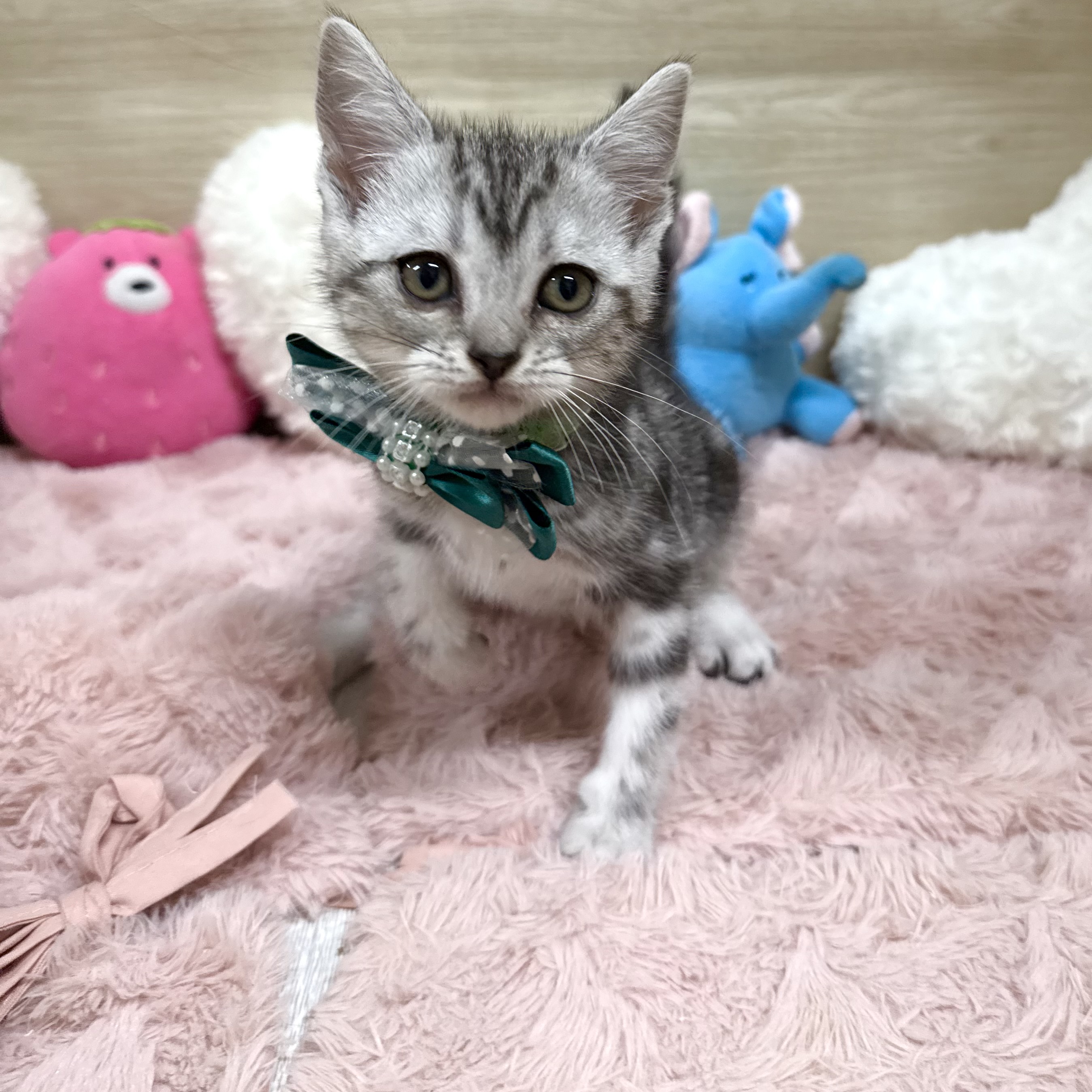 そよら東岸和田店（大阪府）のペット一覧 | ペットショップ 犬の家&猫