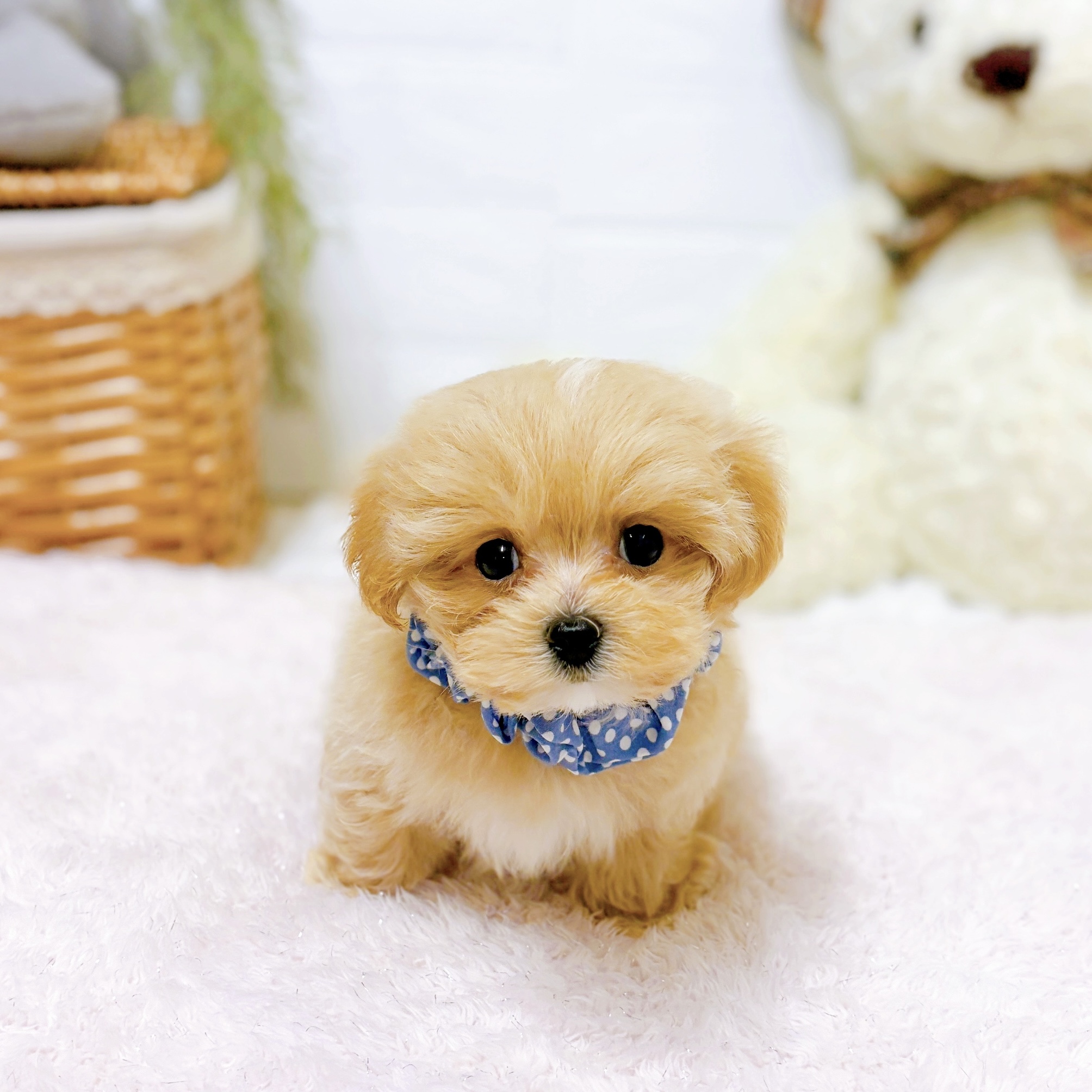 滋賀県のマルプー(マルチーズ×プードル)の子犬を価格や特徴で探す