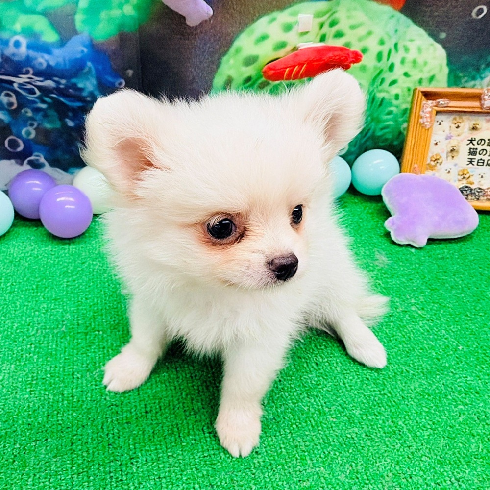 生体画像５
