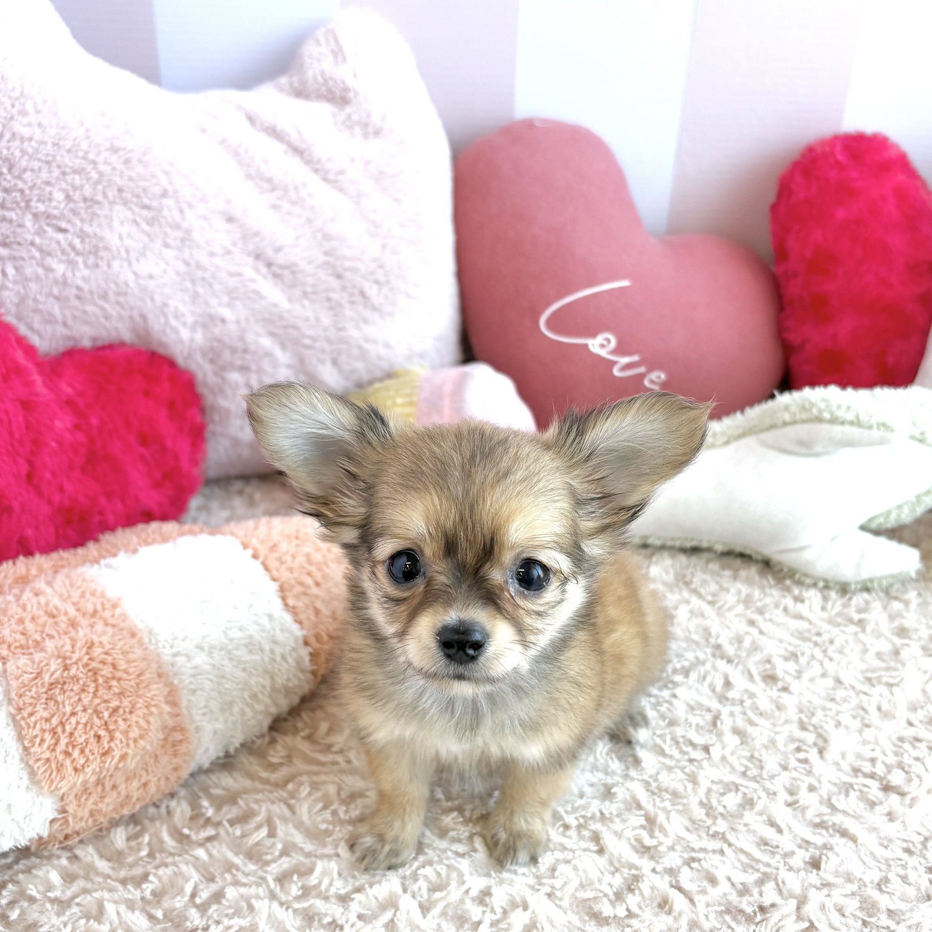 岡山県のチワックス(チワワ×ダックス) (犬の家＆猫の里倉敷中庄店/2026年5月30日生まれ/女の子/レッド)の子犬の1枚目の画像