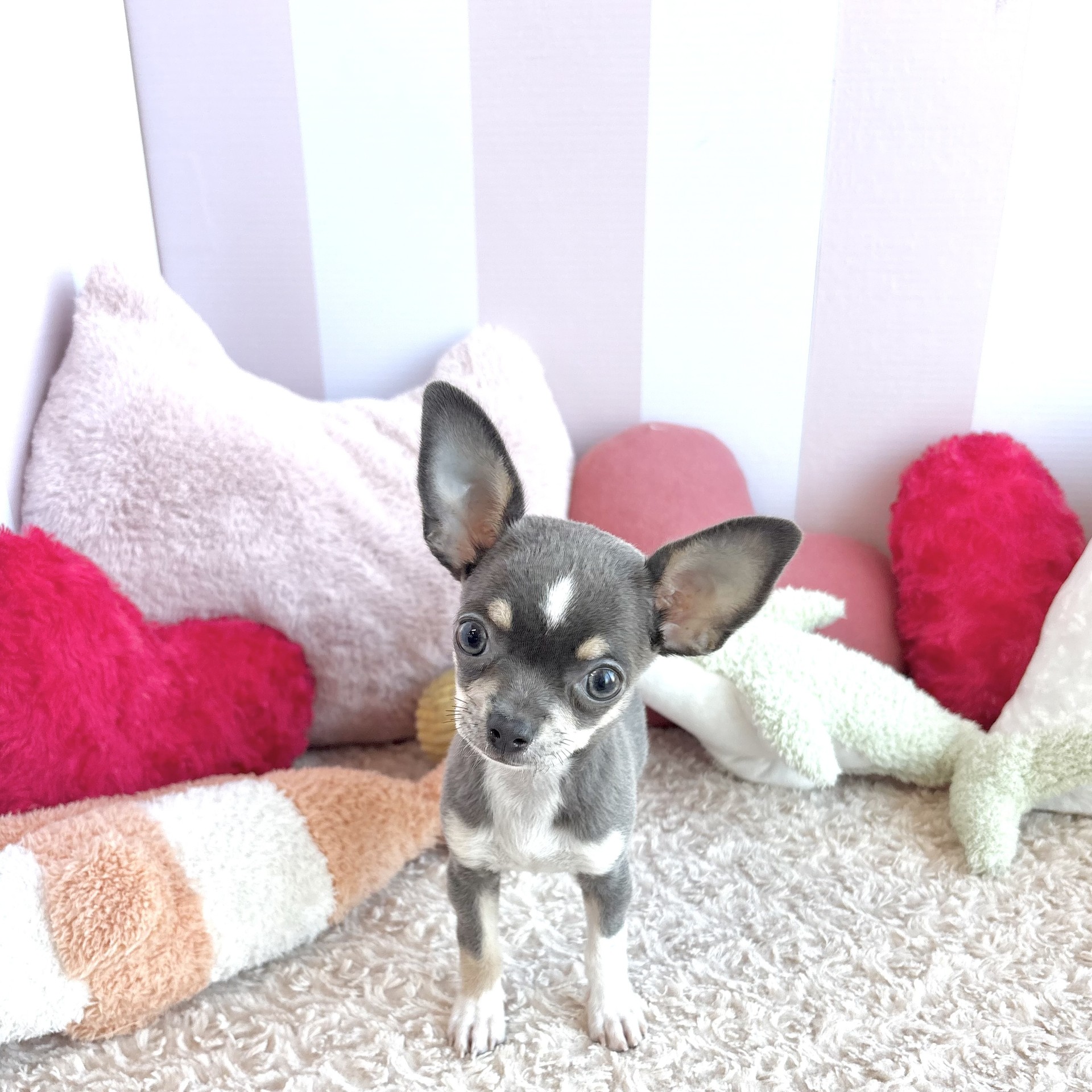 岡山県のチワワ(スムース) (犬の家＆猫の里倉敷中庄店/2026年5月31日生まれ/女の子/ブルータンホワイト)の子犬の1枚目の画像