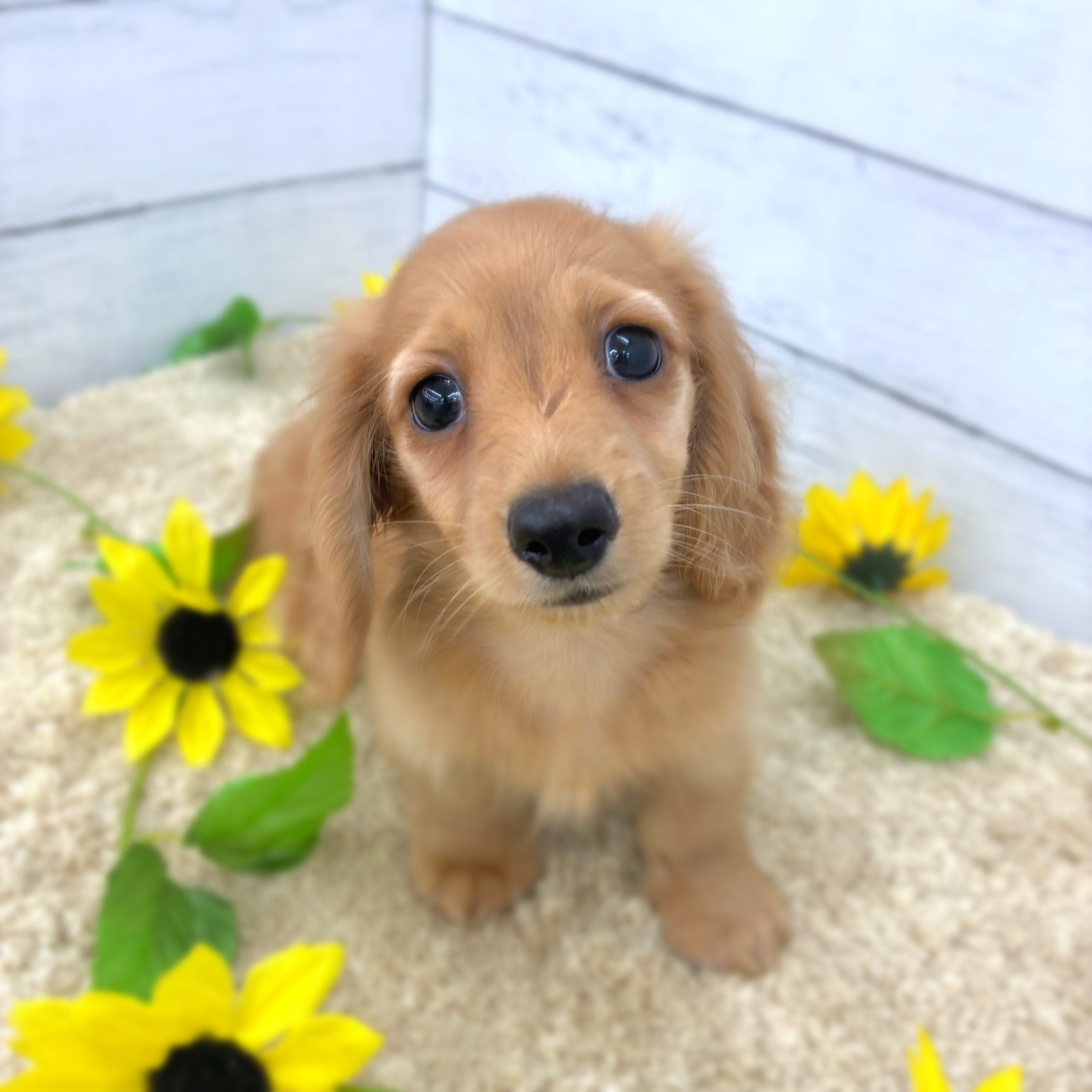 愛知県のミニチュアダックスフンド(ロング) (犬の家＆猫の里七宝店/2026年5月25日生まれ/男の子/ゴールド)の子犬の1枚目の画像