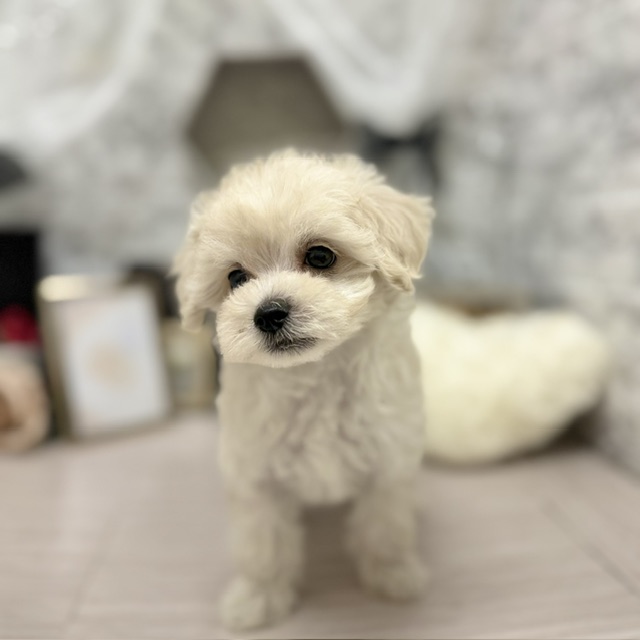 生体画像5
