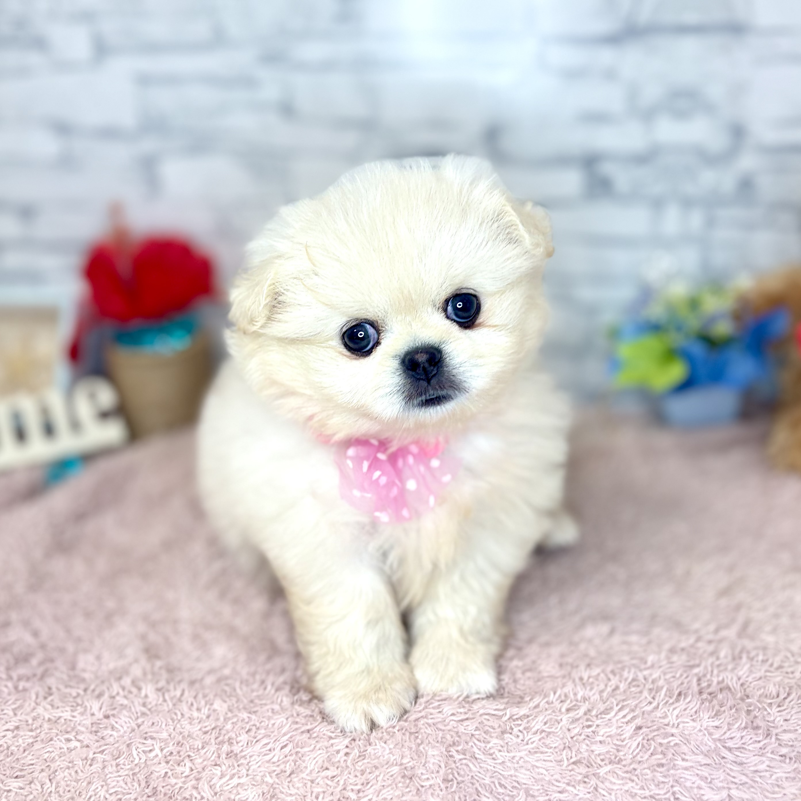 ハーフ犬女の子の写真