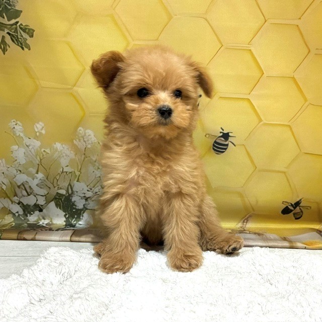 生体画像５