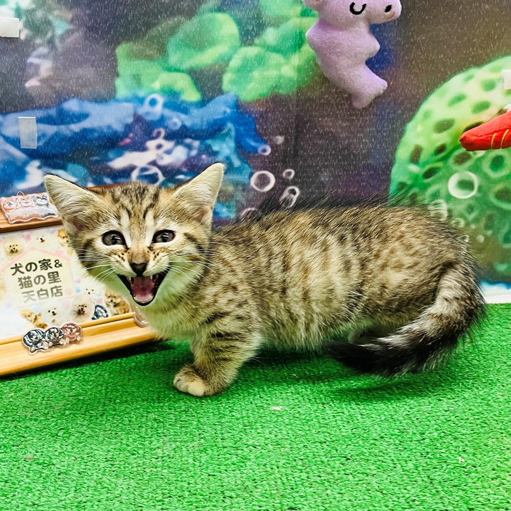 生体画像５