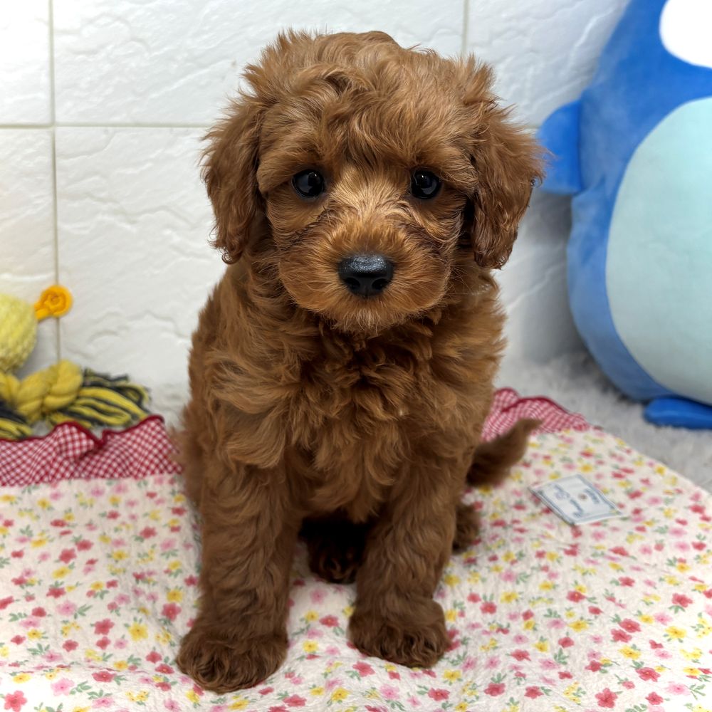 兵庫県のシュナプー(シュナウザー×プードル) (犬の家＆猫の里ゆめタウン姫路店/2026年6月4日生まれ/男の子/レッド)の子犬の1枚目の画像