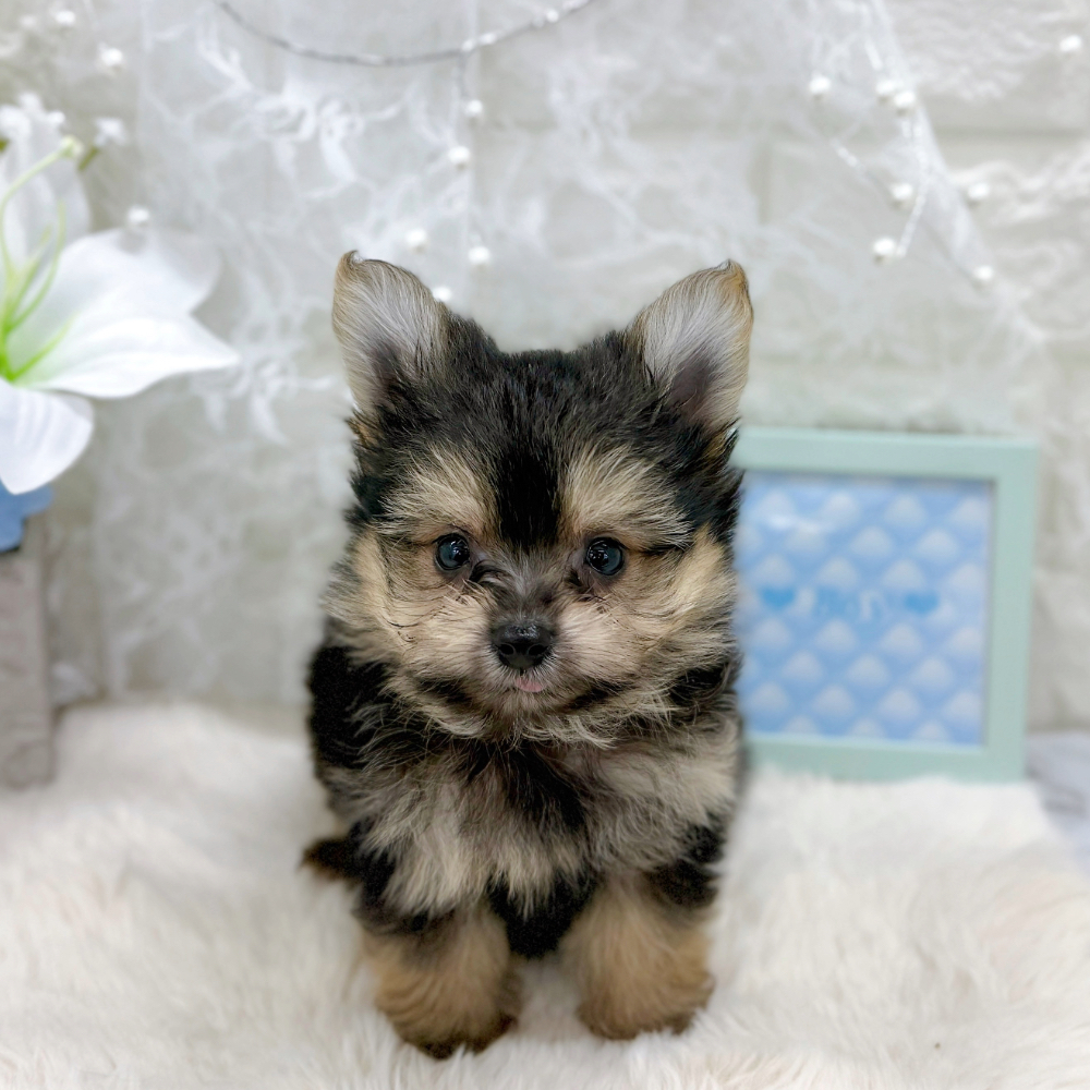 福井県のポメキー(ポメラニアン×ヨークシャーテリア) (犬の家＆猫の里アミーゴ福井大和田店/2026年6月7日生まれ/男の子/ブラックタン)の子犬の1枚目の画像