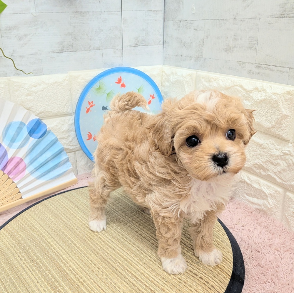 静岡県のマルプー(マルチーズ×プードル) (犬の家＆猫の里プレ葉ウォーク浜北店/2026年6月7日生まれ/女の子/アプリコット)の子犬の1枚目の画像