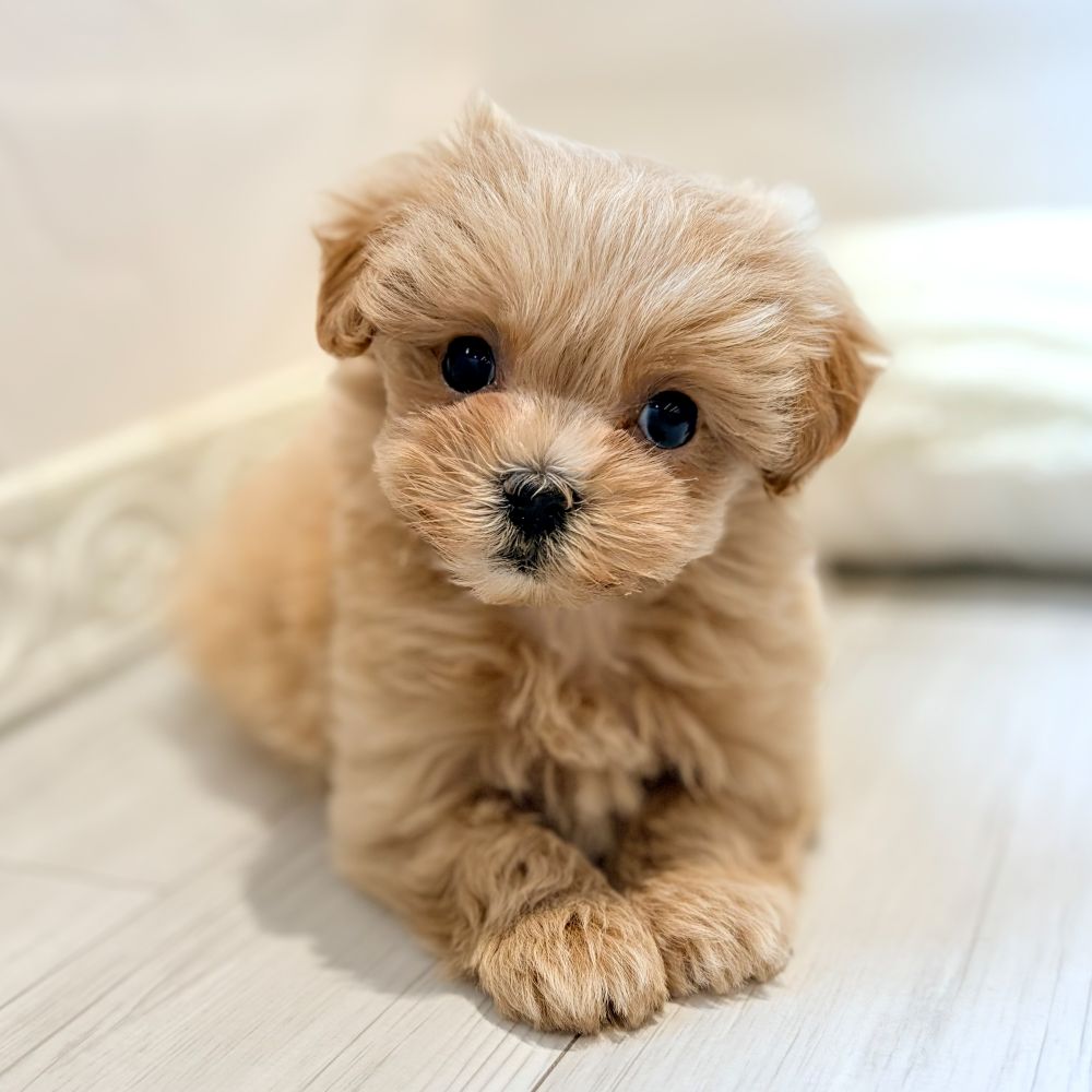 ハーフ犬女の子の写真