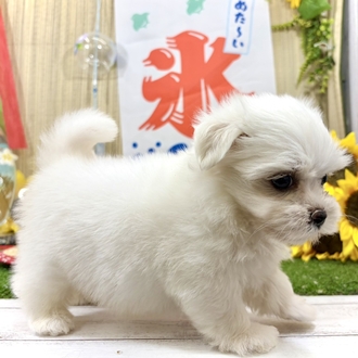 生体画像５