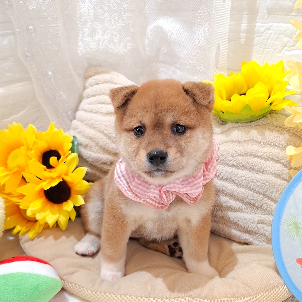 レッド(赤系)の柴犬の子犬一覧 | ペットショップ 犬の家&猫の里 | 子犬