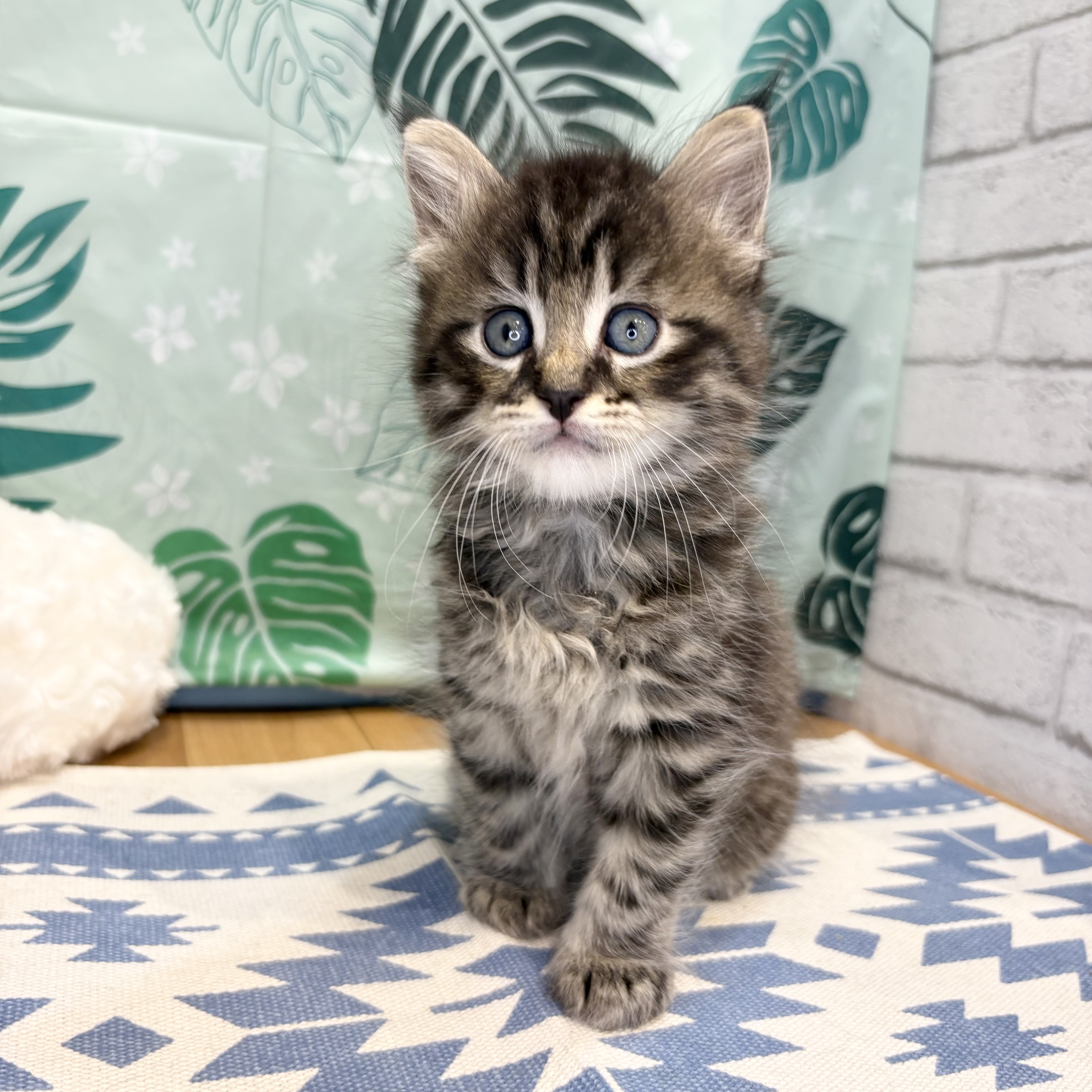 長野県のマンチカン (犬の家＆猫の里カインズ梓川店/2026年6月9日生まれ/男の子/ブラウンタビーホワイト)の子猫の1枚目の画像