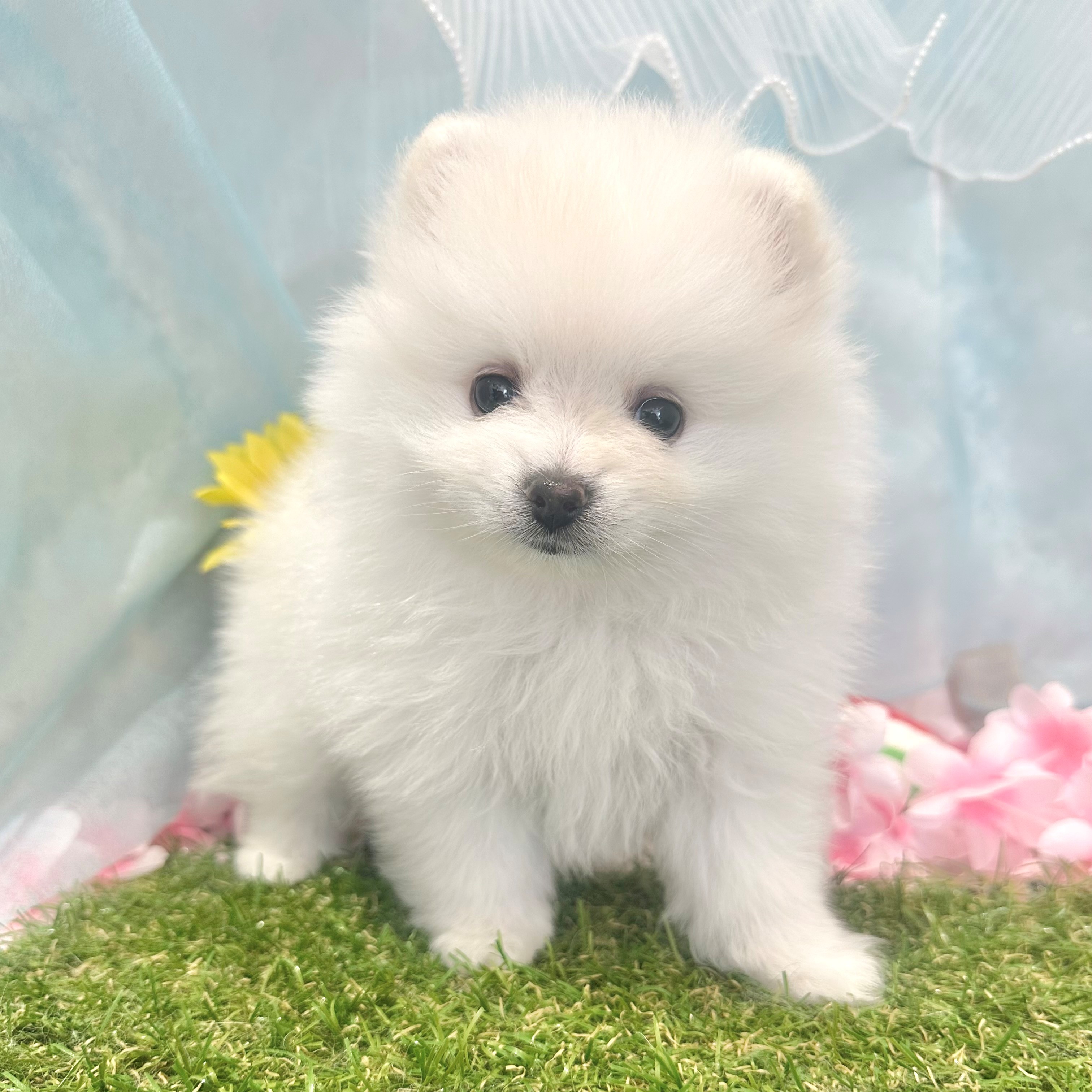 福岡県のポメラニアン (犬の家＆猫の里くりえいと宗像店/2026年6月7日生まれ/男の子/ホワイト)の子犬の1枚目の画像