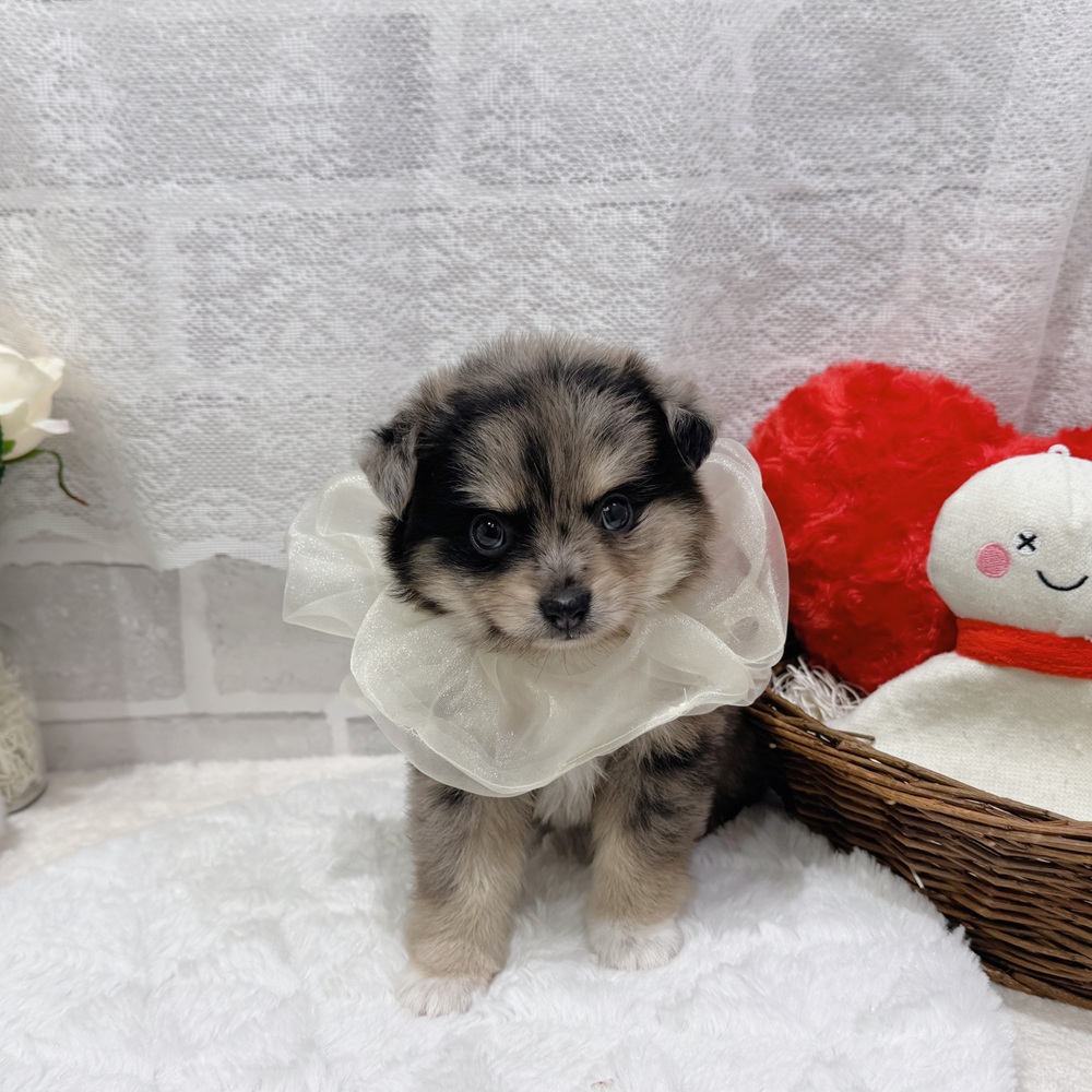 滋賀県のポメチワ/チワポメ/ポメチー(ポメラニアン×チワワ) (犬の家＆猫の里長浜店/2026年6月11日生まれ/女の子/ブルーマール)の子犬の1枚目の画像
