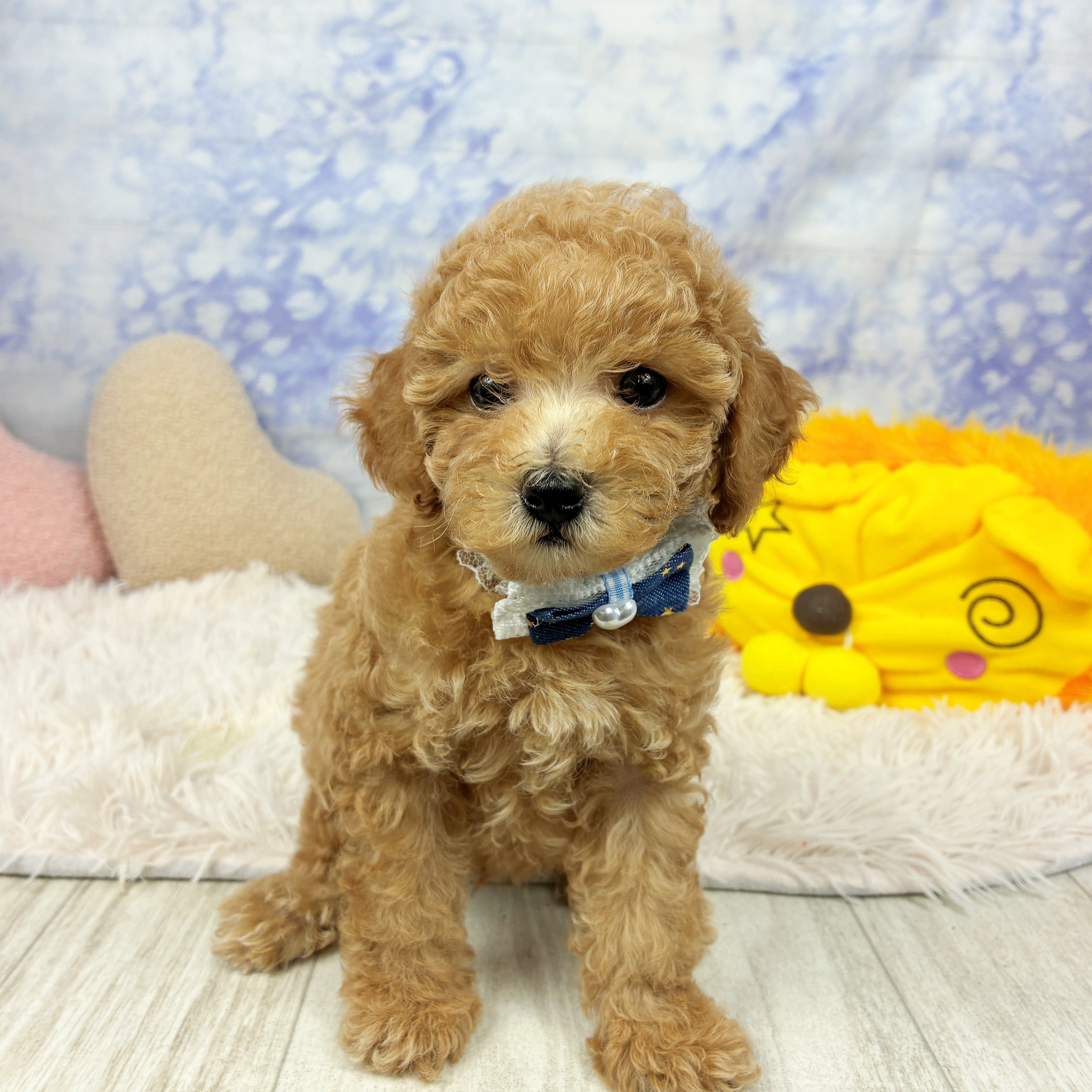 兵庫県のトイプードル(トイ) (犬の家＆猫の里川西店/2026年6月10日生まれ/男の子/オレンジフォーン)の子犬の1枚目の画像