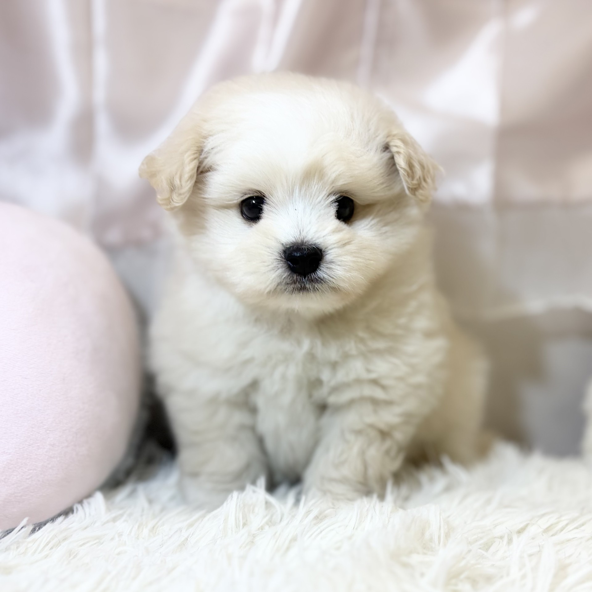 生体画像5