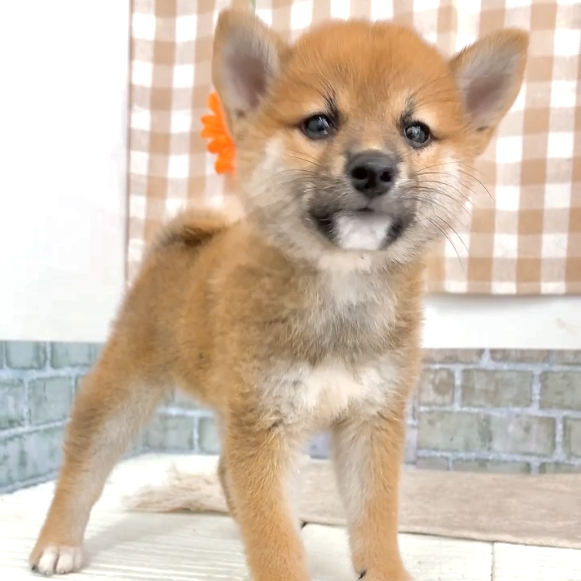 愛知県の柴犬(標準サイズ) (犬の家＆猫の里碧南店/2026年6月14日生まれ/女の子/赤)の子犬の1枚目の画像