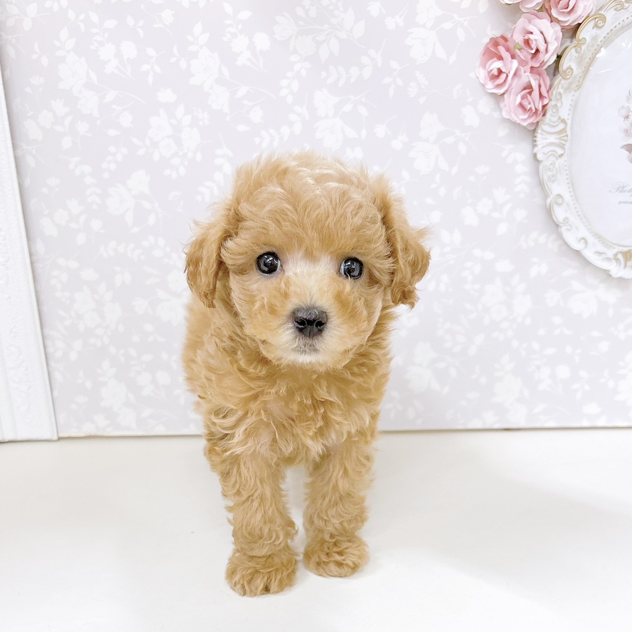 富山県のマルプー(マルチーズ×プードル) (犬の家＆猫の里アミーゴ高岡蓮花寺店/2026年6月13日生まれ/女の子/オレンジフォーン)の子犬の1枚目の画像