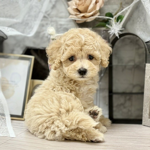 千葉県のビションプー(ビションフリーゼ×プードル) (犬の家＆猫の里ワンズモール稲毛店/2026年6月14日生まれ/男の子/クリーム)の子犬の1枚目の画像