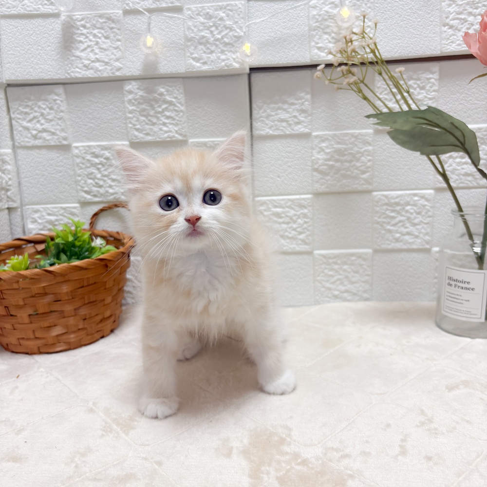 生体画像5