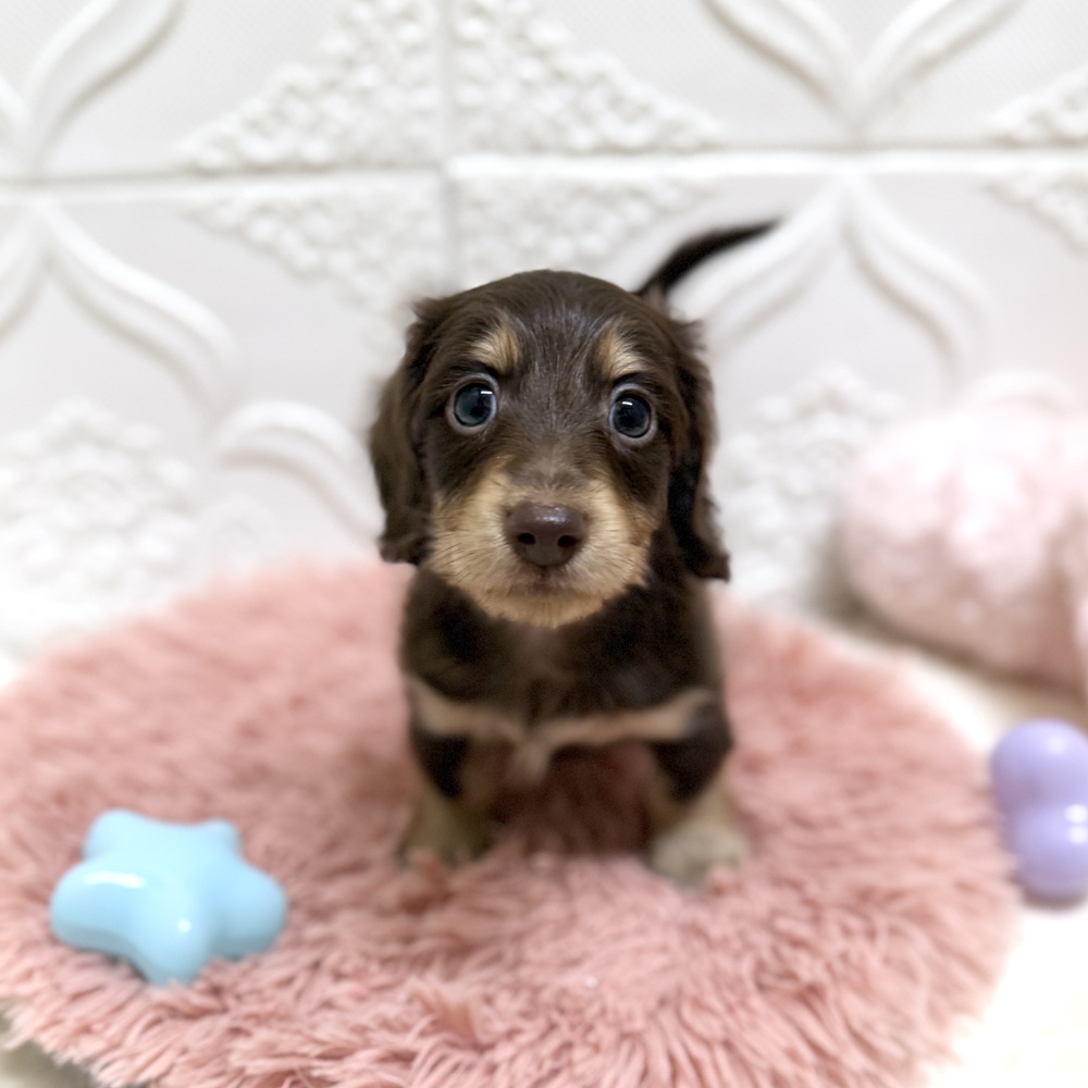 愛知県のミニチュアダックスフンド(ロング) (犬の家＆猫の里岡崎店/2026年6月14日生まれ/男の子/チョコレートイエロー)の子犬の1枚目の画像