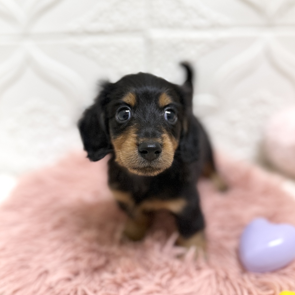 愛知県のミニチュアダックスフンド(ロング) (犬の家＆猫の里岡崎店/2026年6月14日生まれ/男の子/ブラックタン)の子犬の1枚目の画像